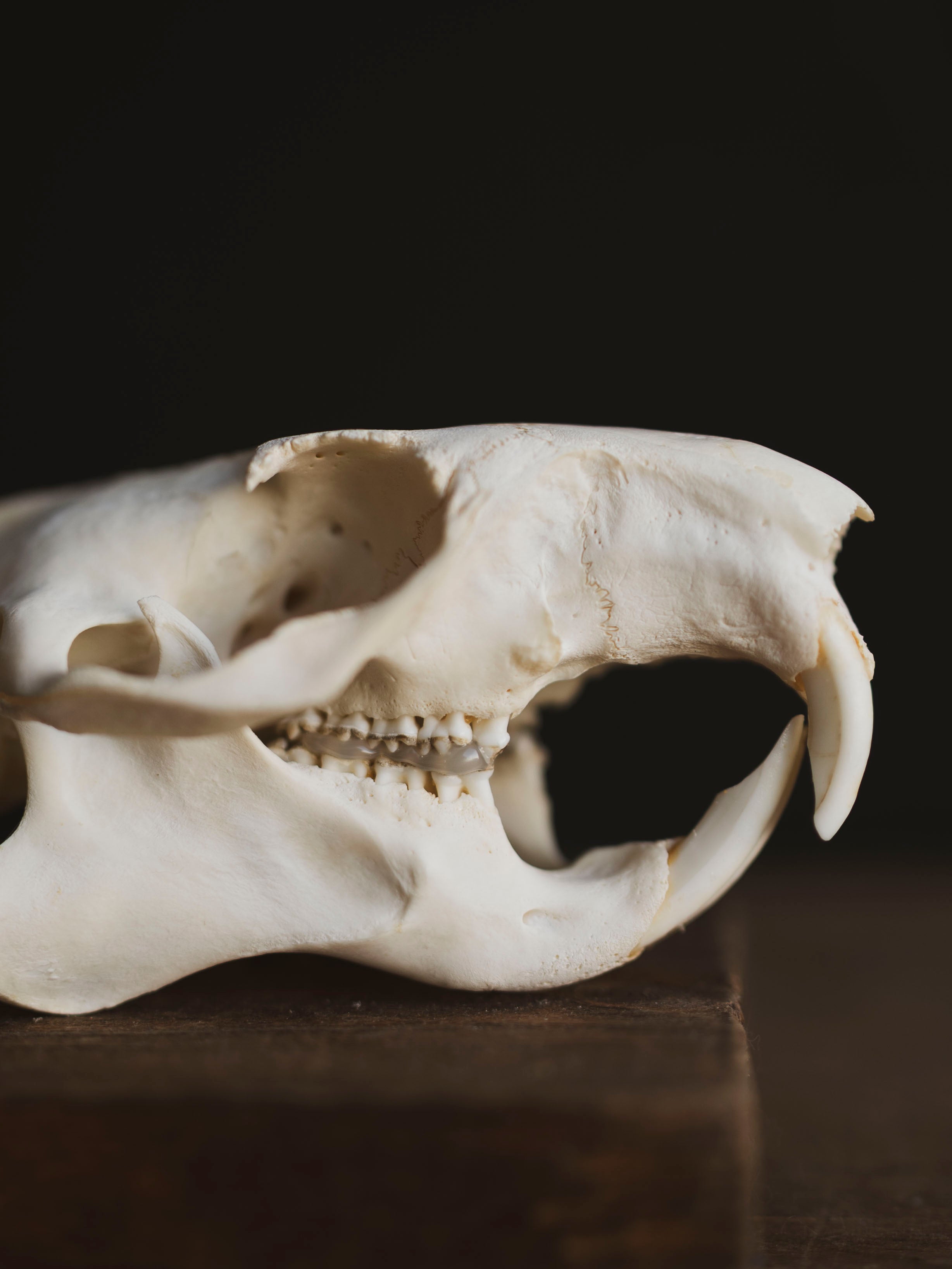 Woodchuck Skull, SB134