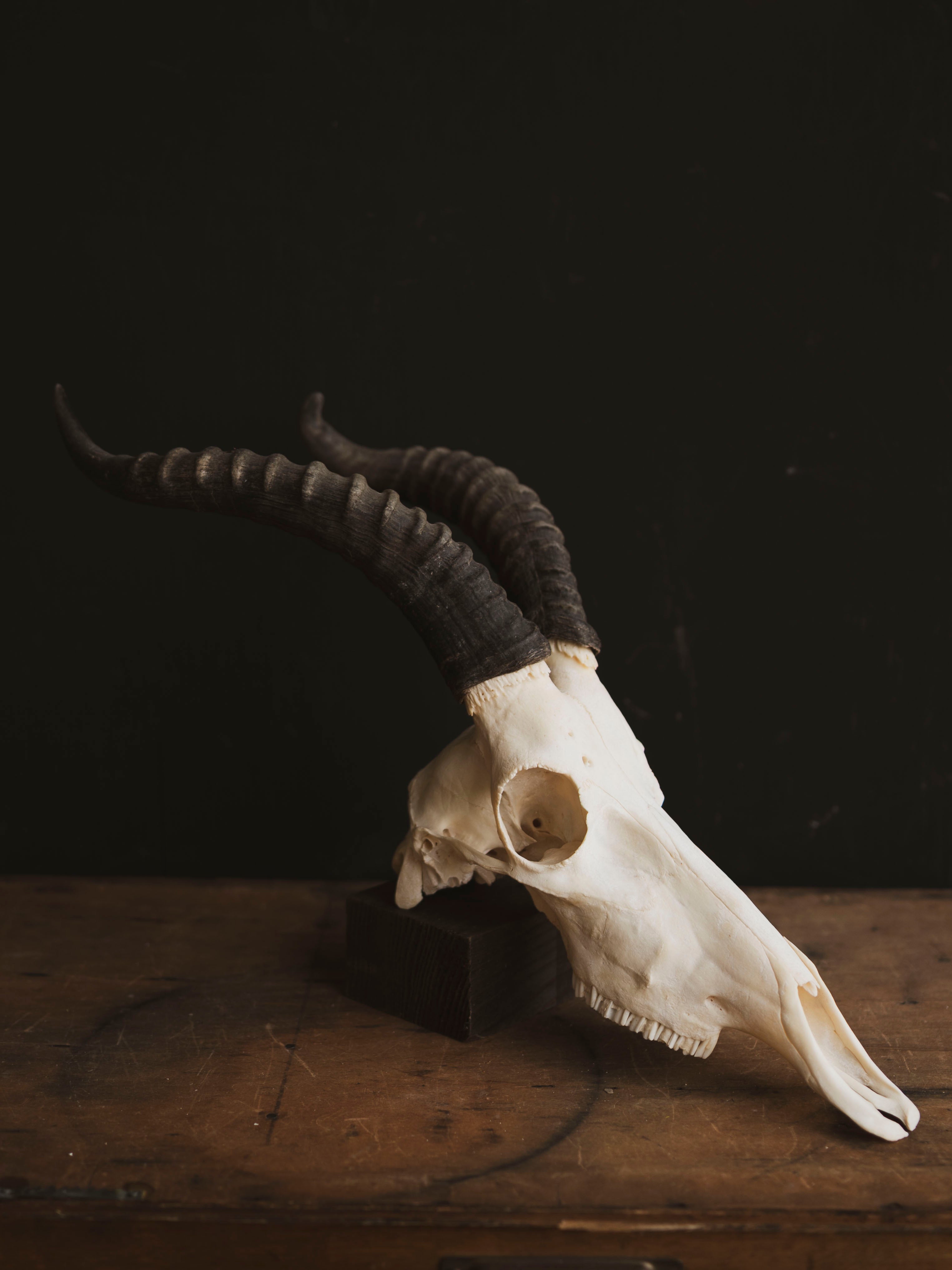 Male Blesbok Skull, SB681