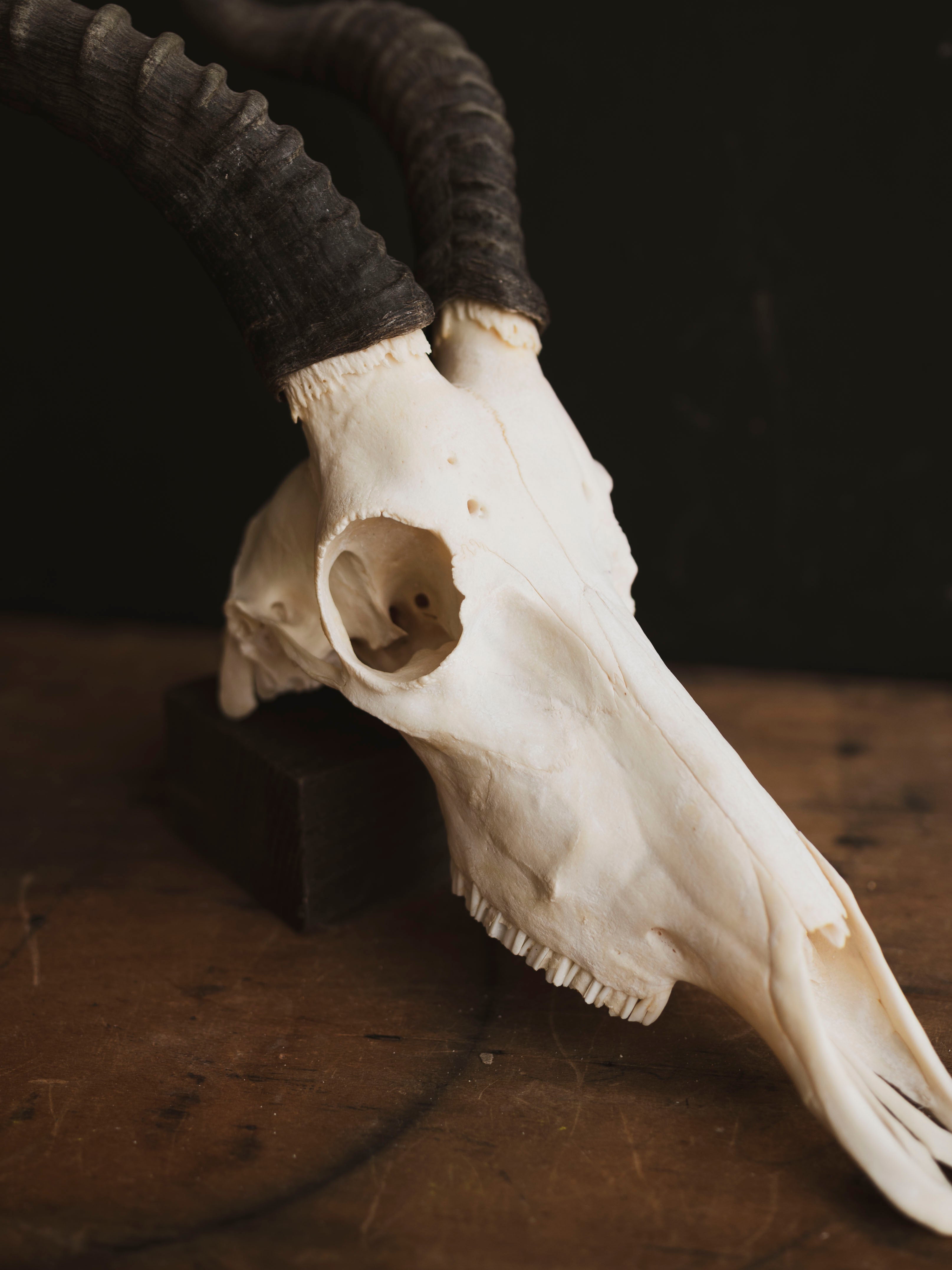 Male Blesbok Skull, SB681
