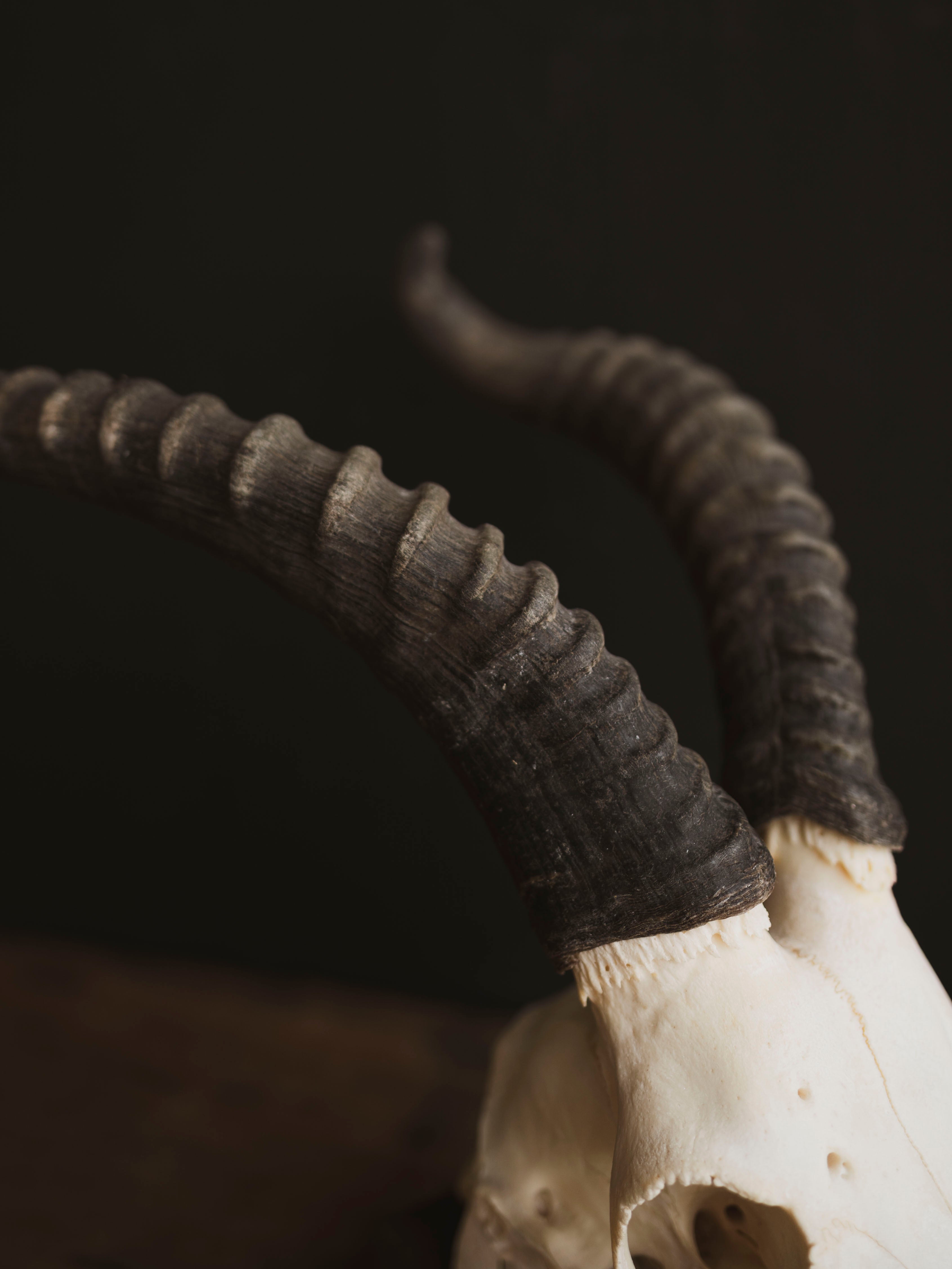 Male Blesbok Skull, SB681
