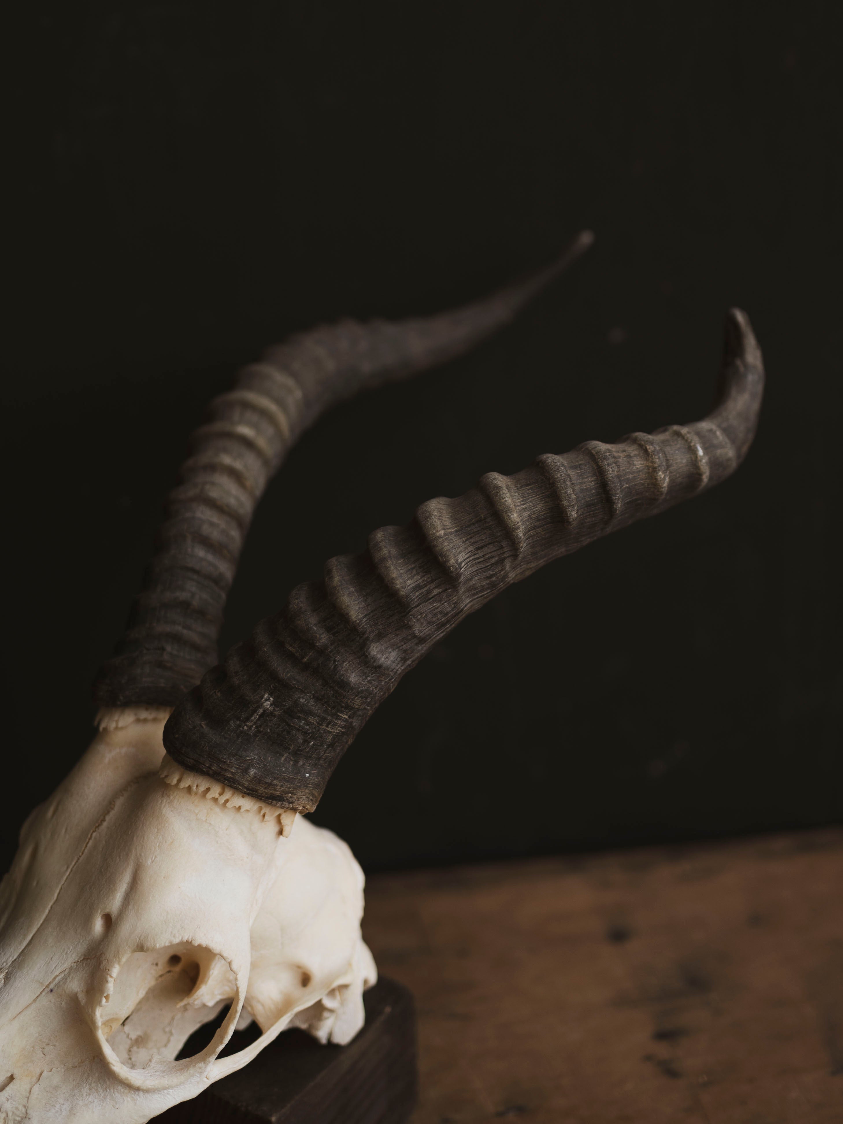 Male Blesbok Skull, SB681