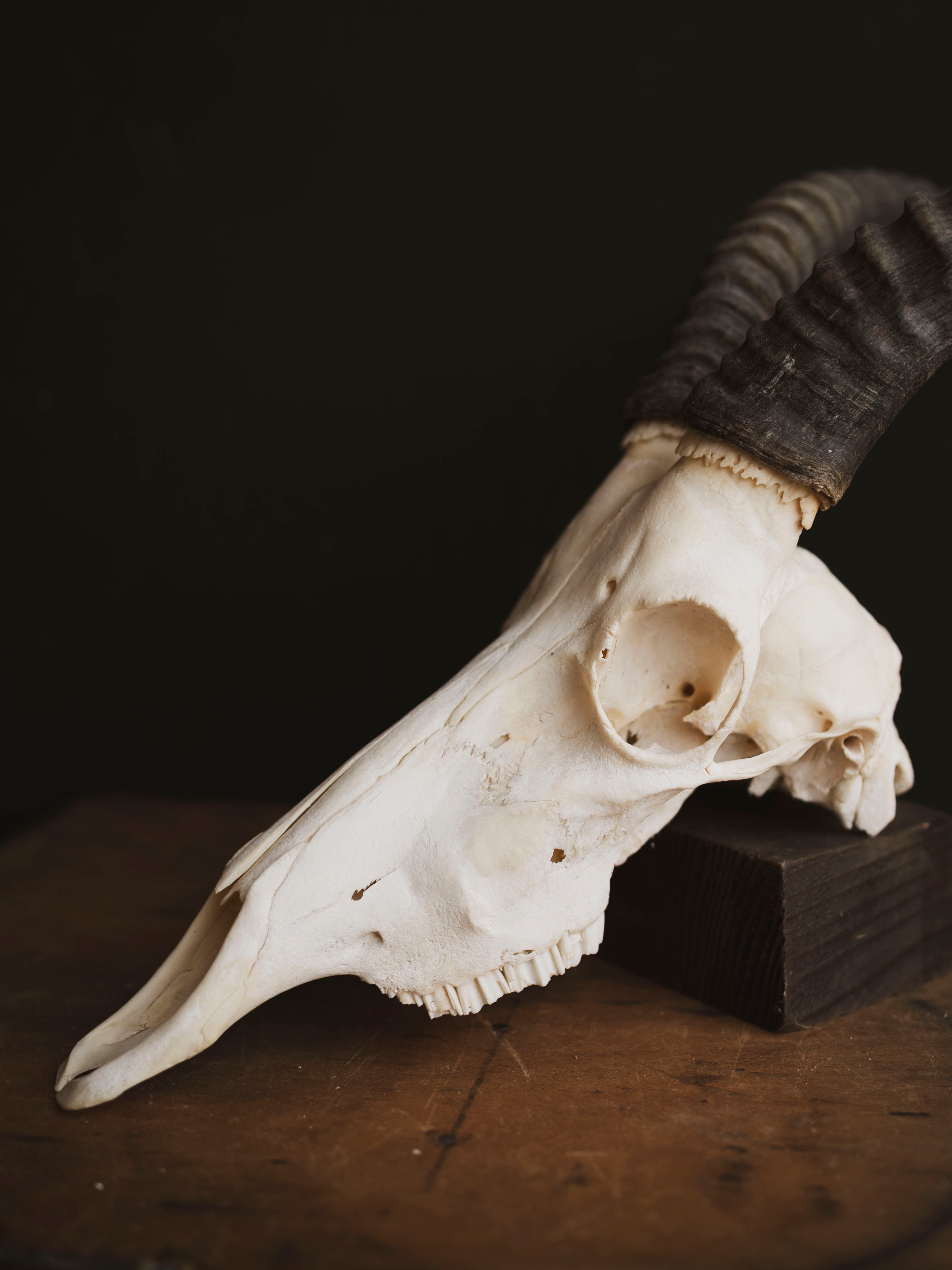 Male Blesbok Skull, SB681