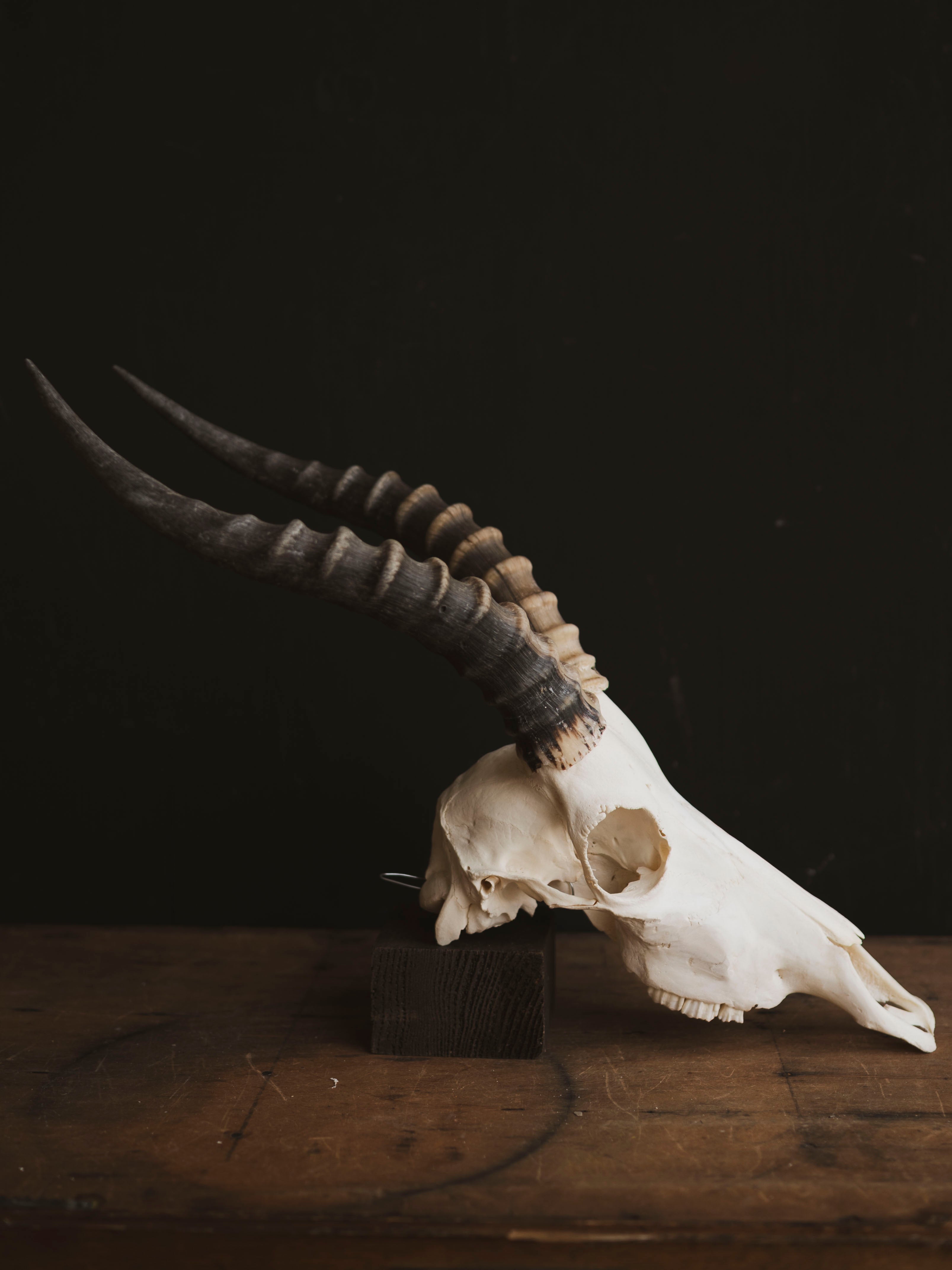 Male Blesbok Skull, SB681