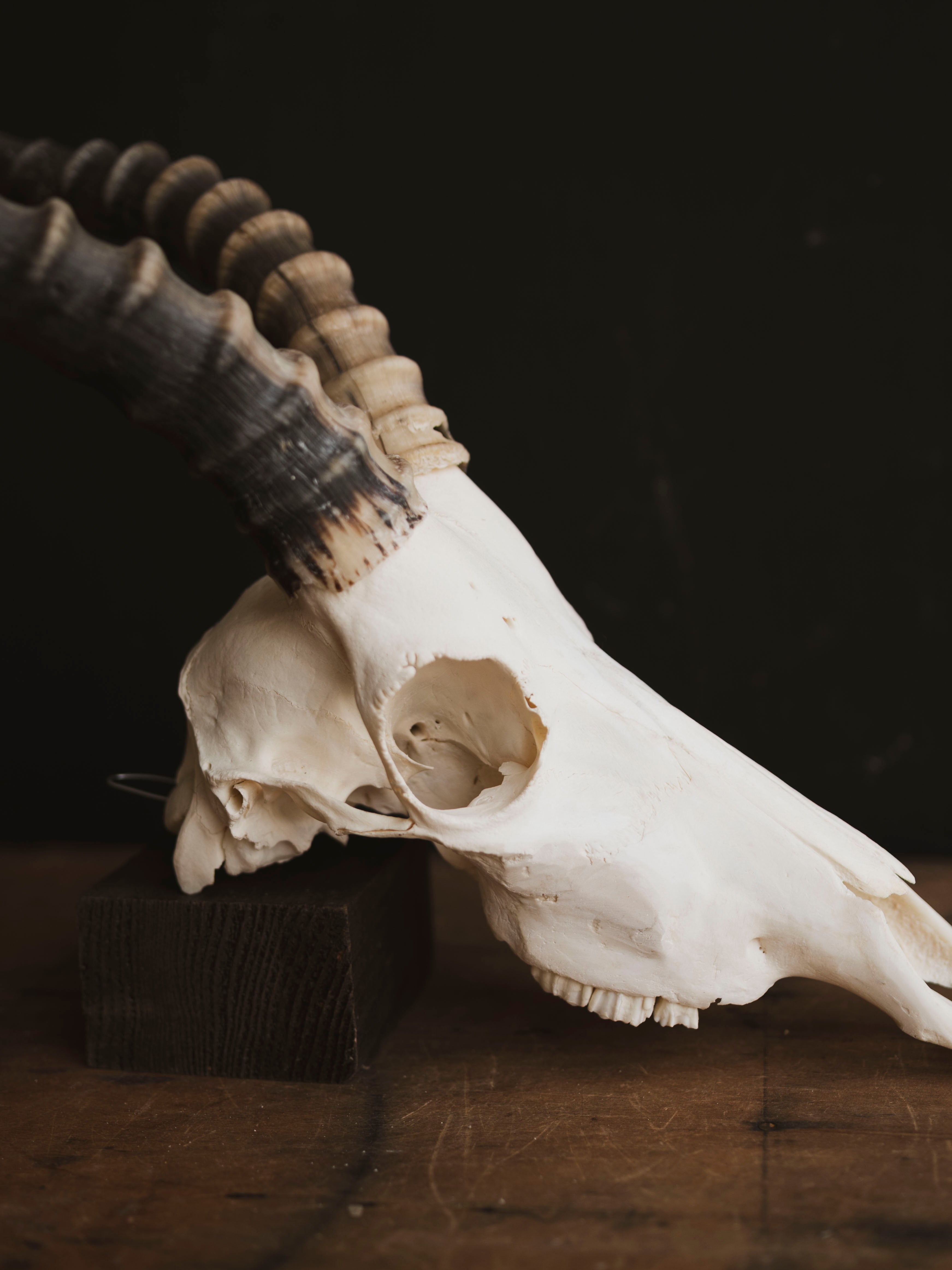 Male Blesbok Skull, SB681