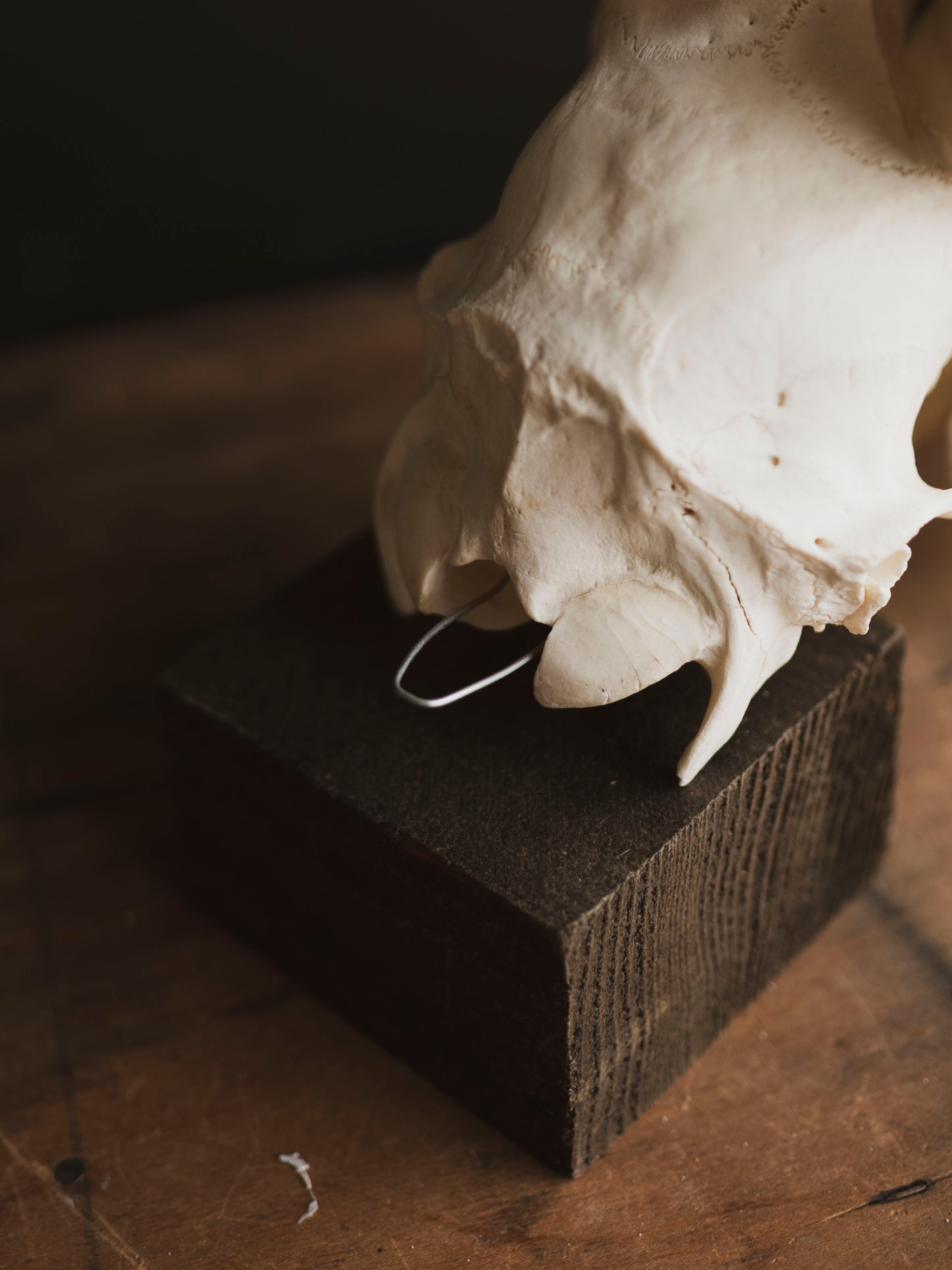 Male Blesbok Skull, SB681