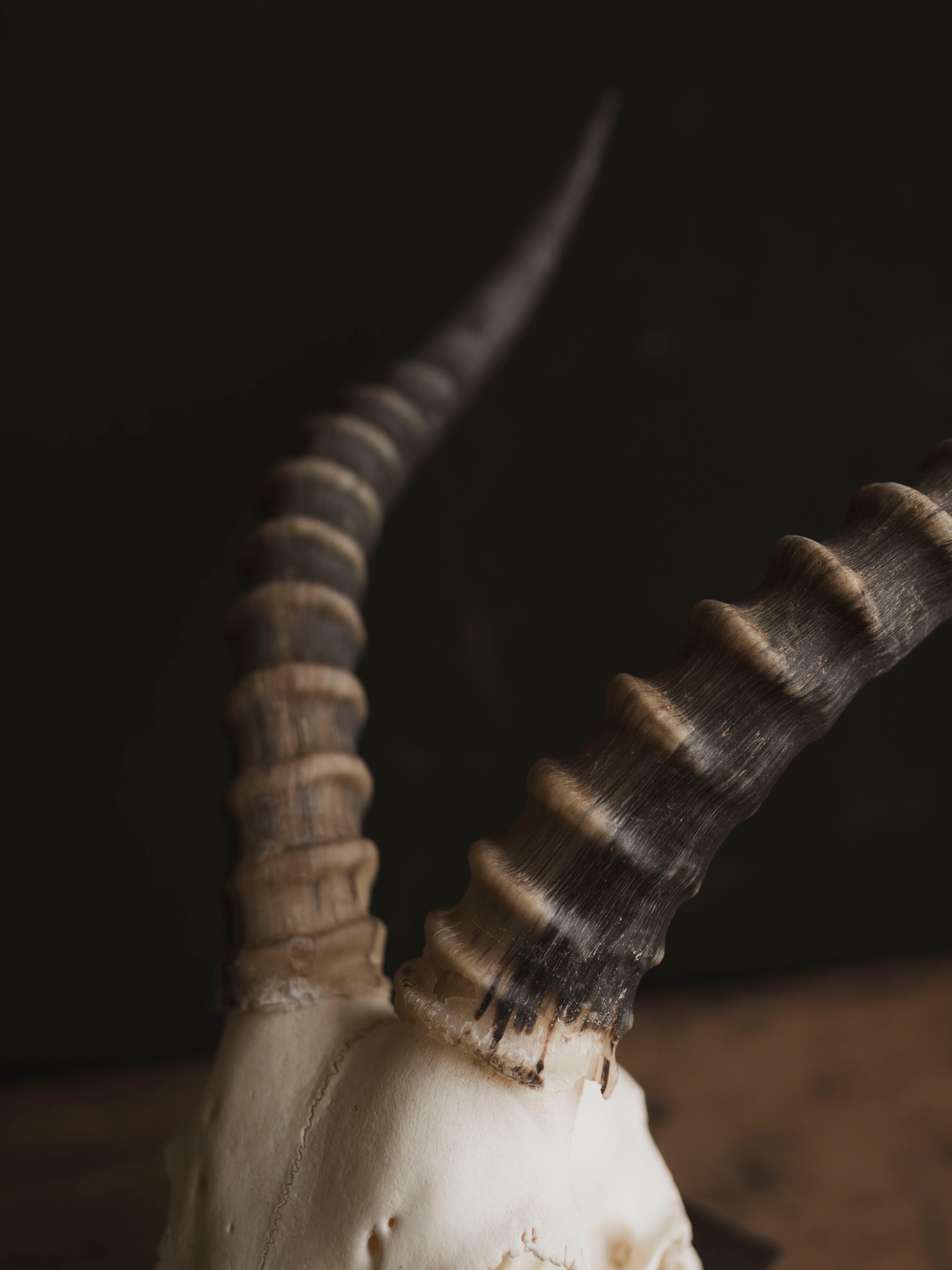Male Blesbok Skull, SB681