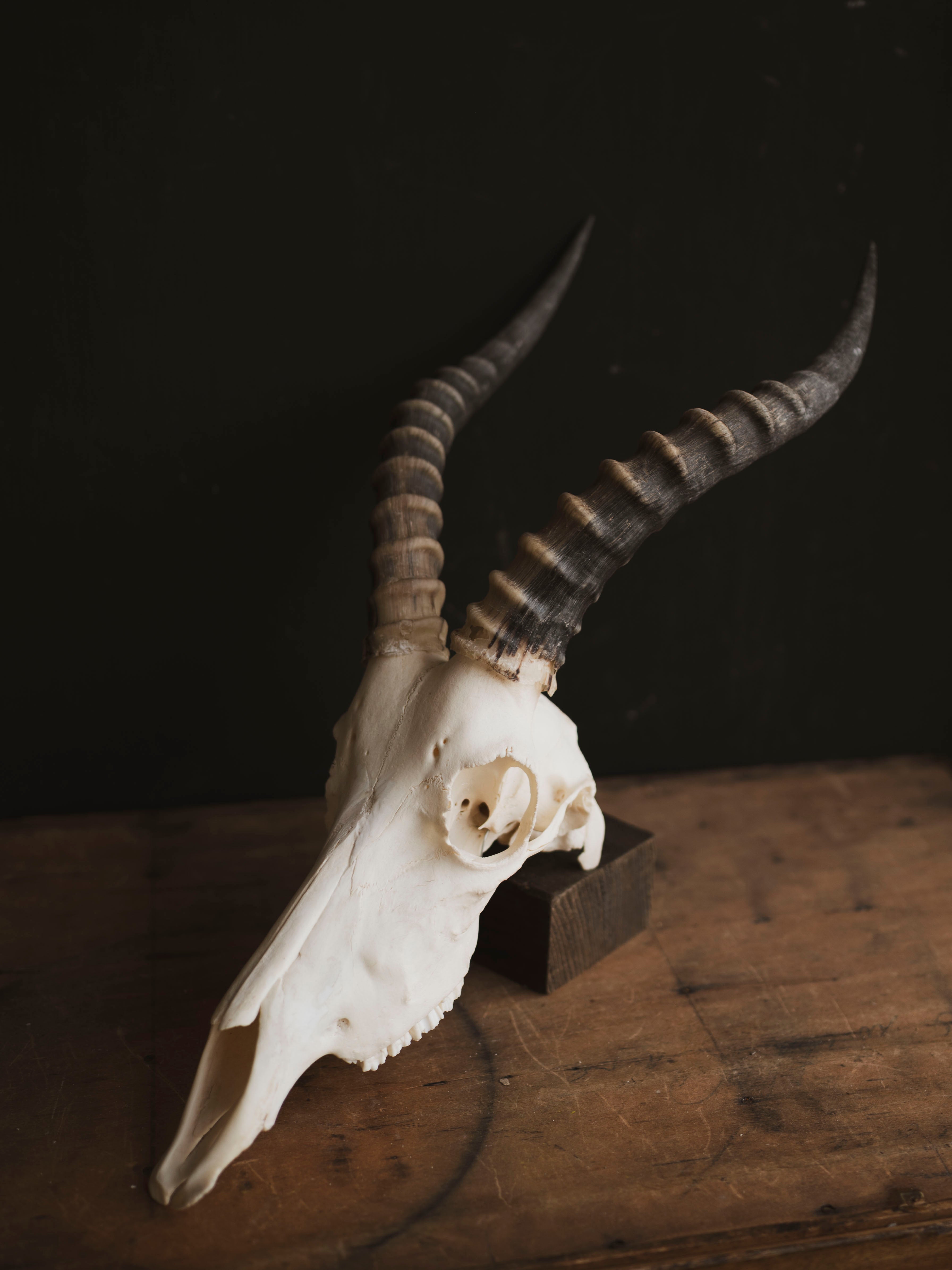 Male Blesbok Skull, SB681