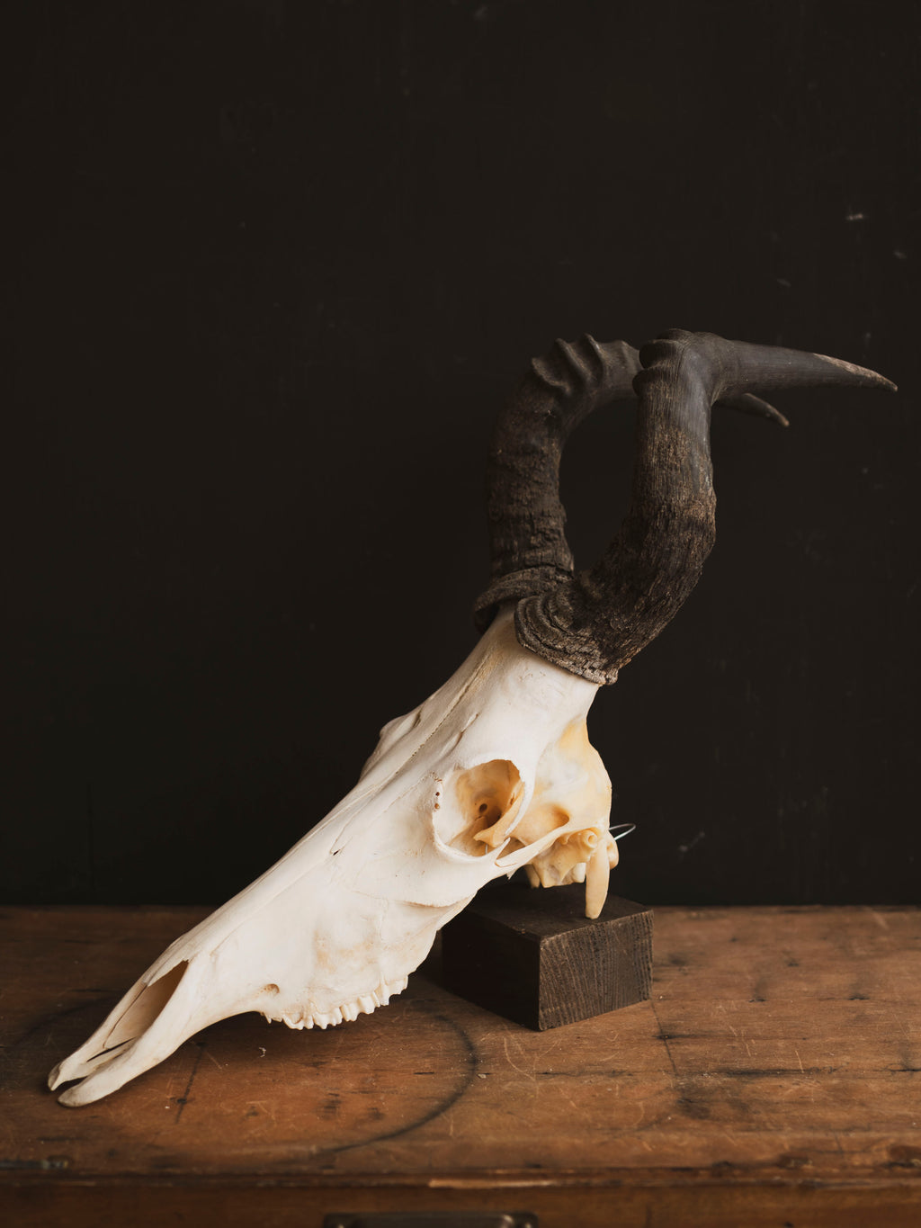 Male Red Hartebeest Skull, SB121