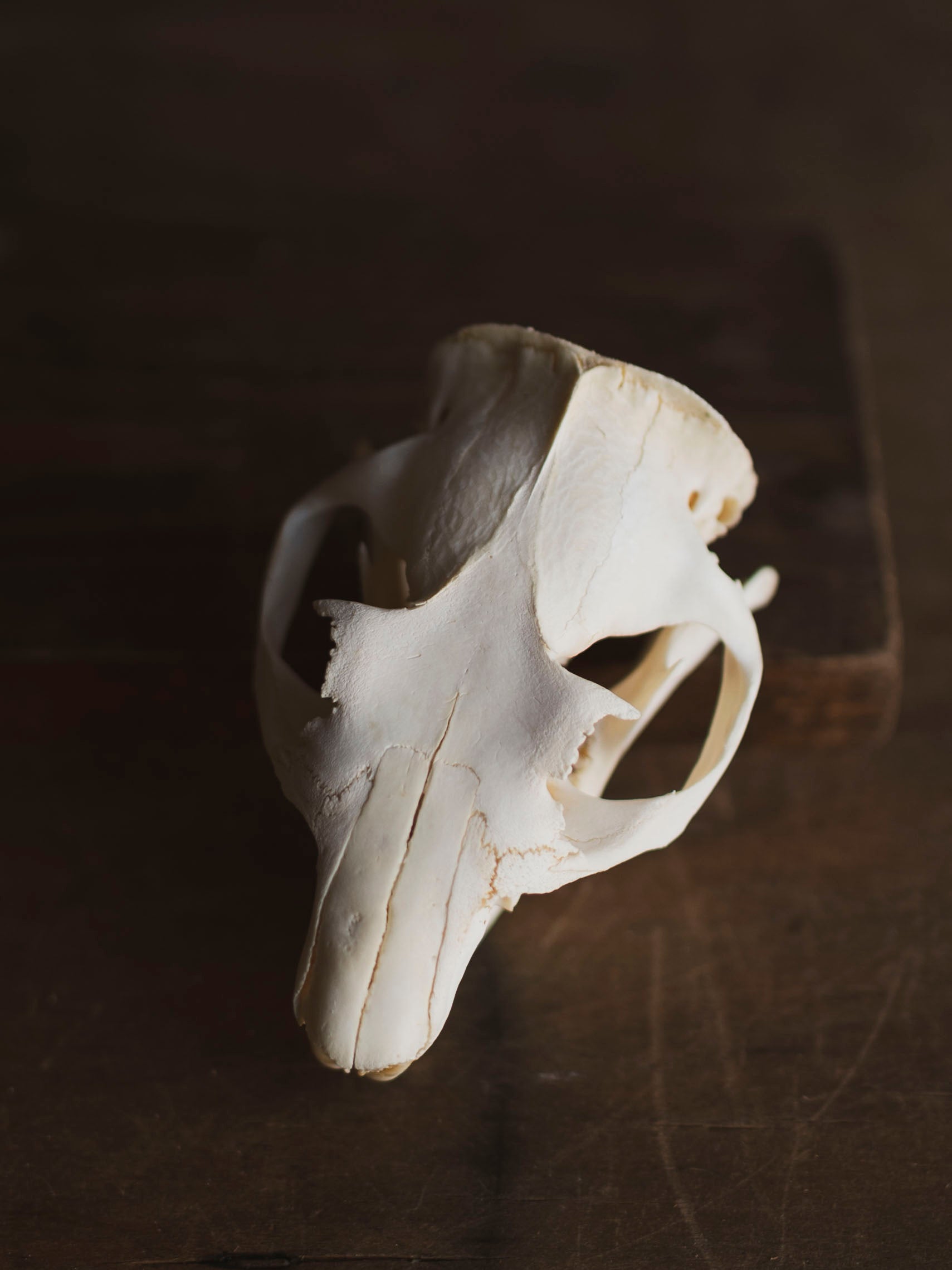 Woodchuck Skull, SB134