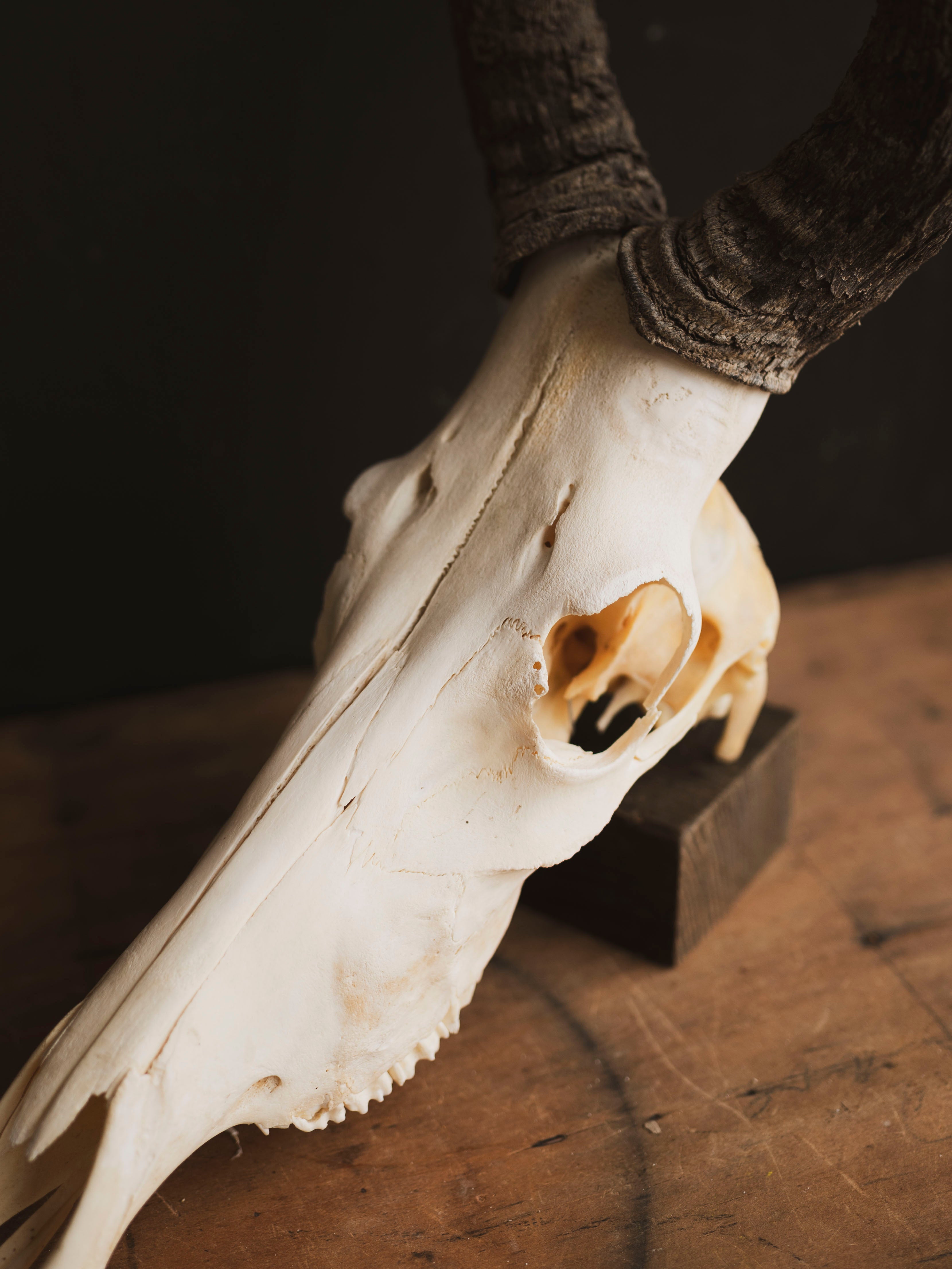 Male Red Hartebeest Skull, SB121