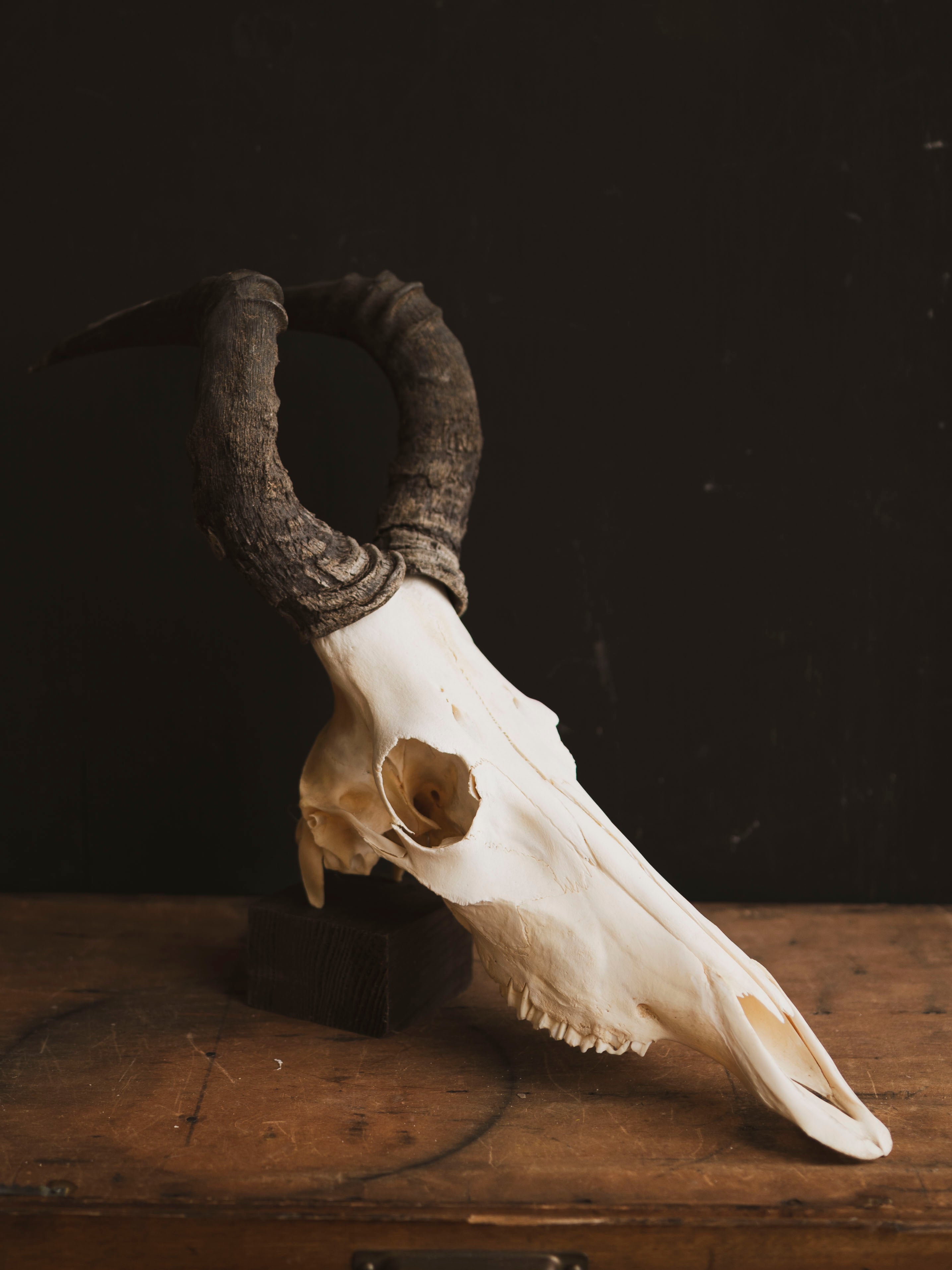 Male Red Hartebeest Skull, SB121