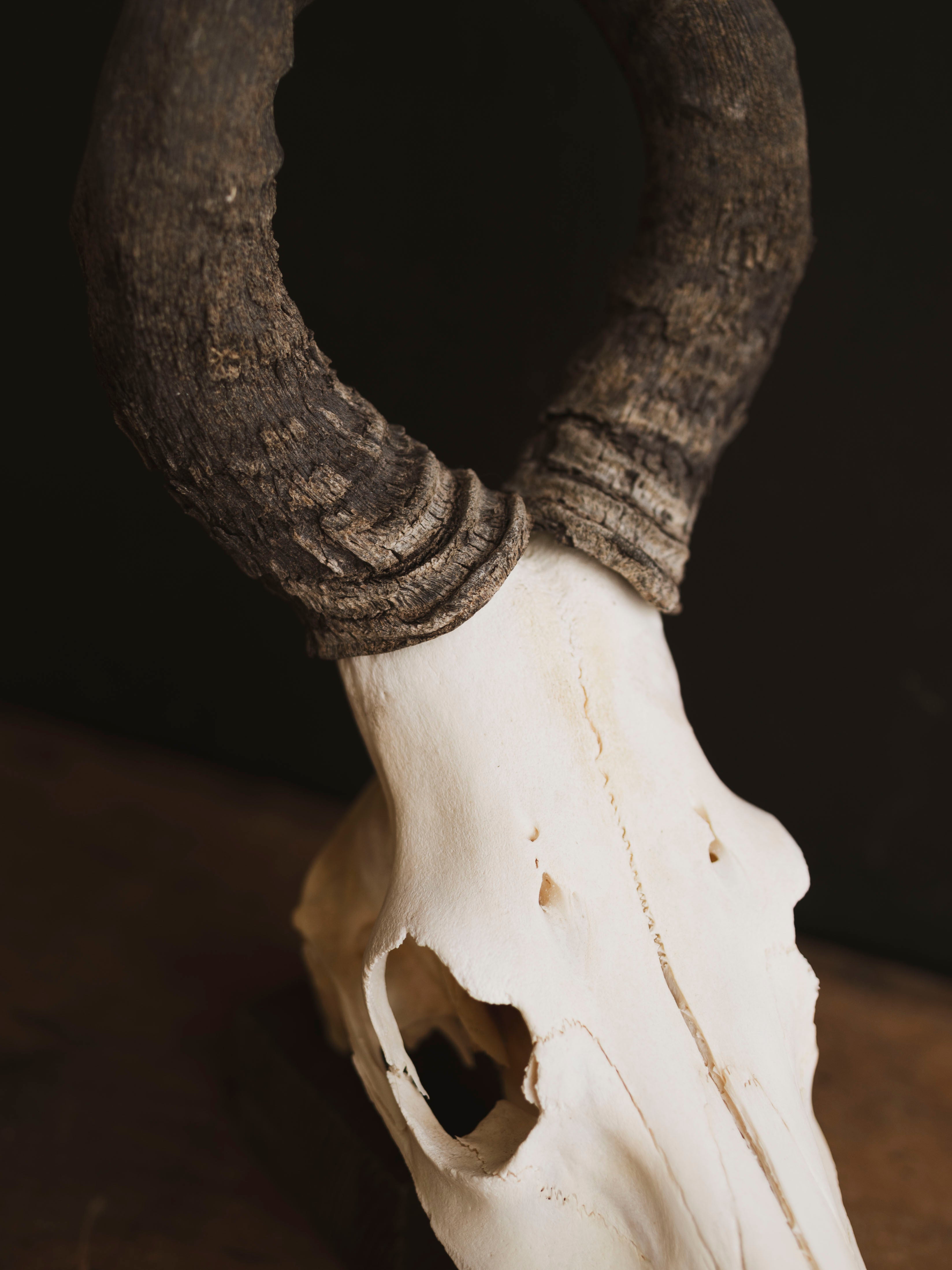 Male Red Hartebeest Skull, SB121