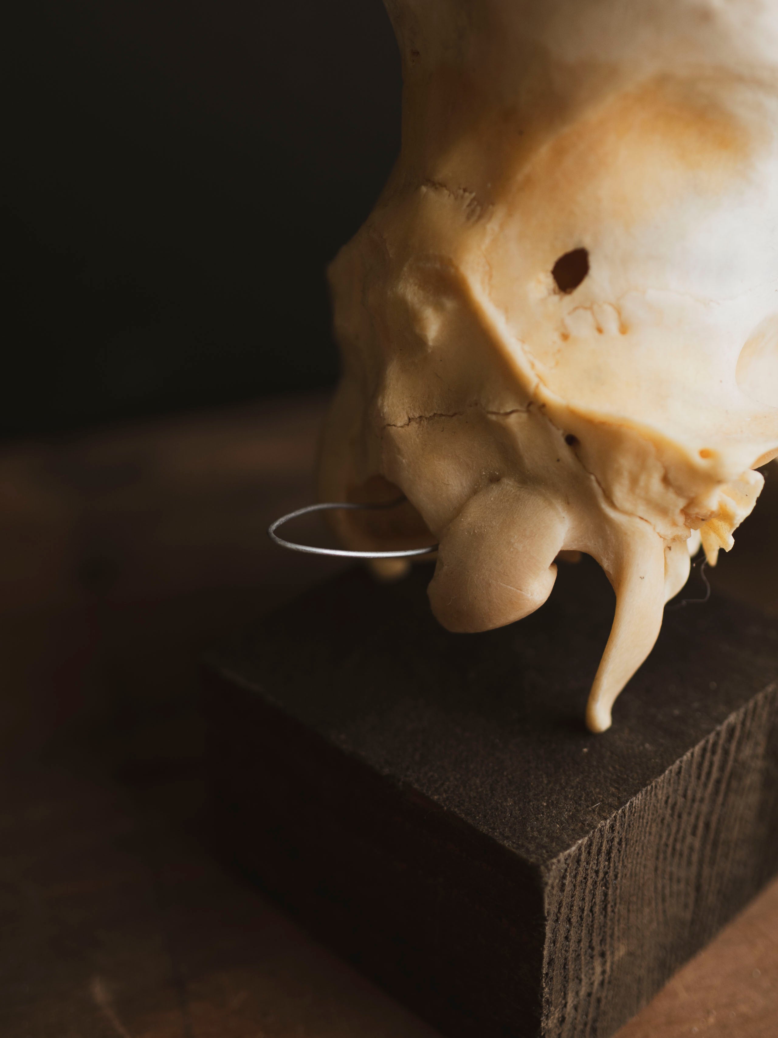 Male Red Hartebeest Skull, SB121