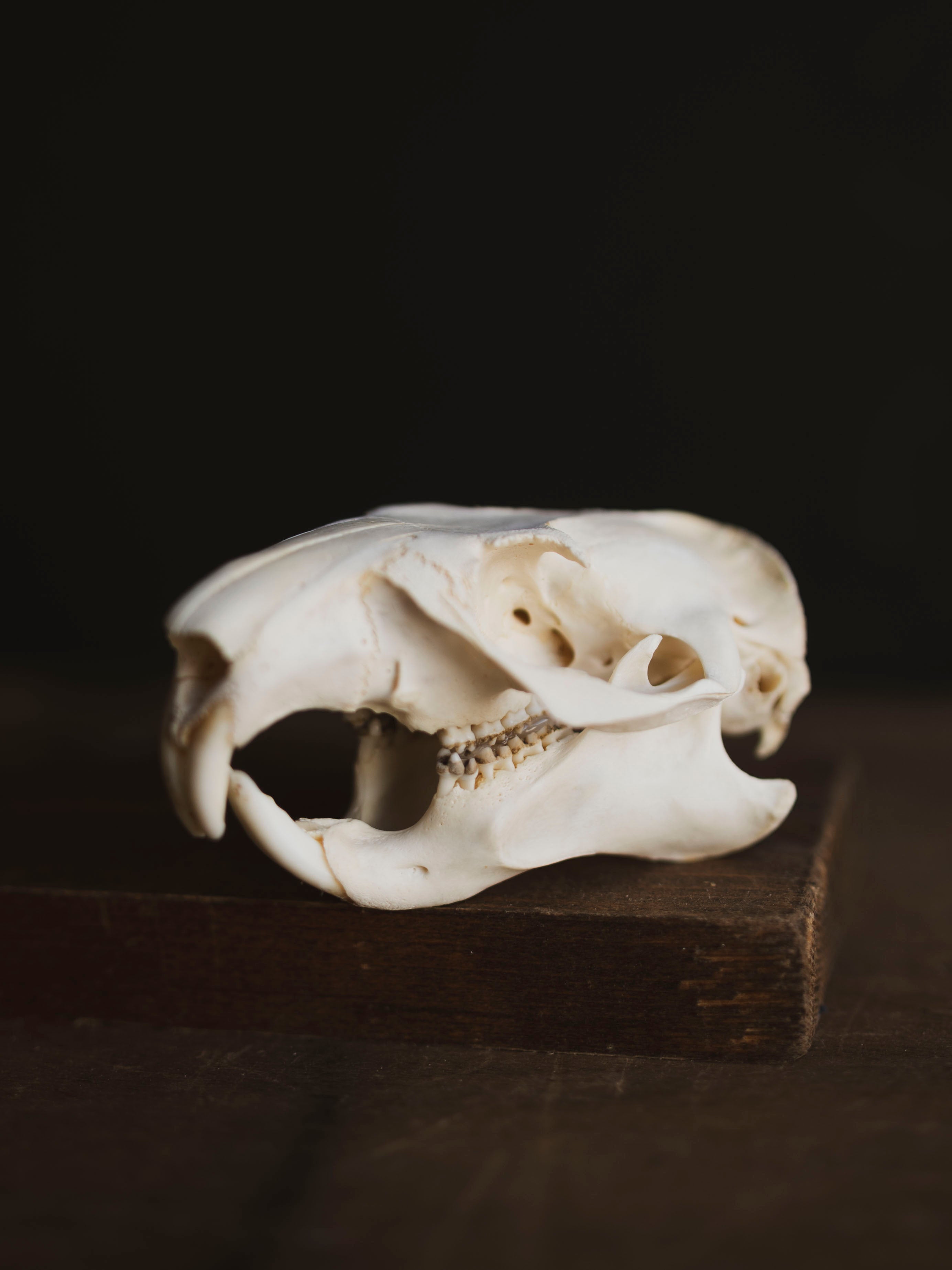 Woodchuck Skull, SB134