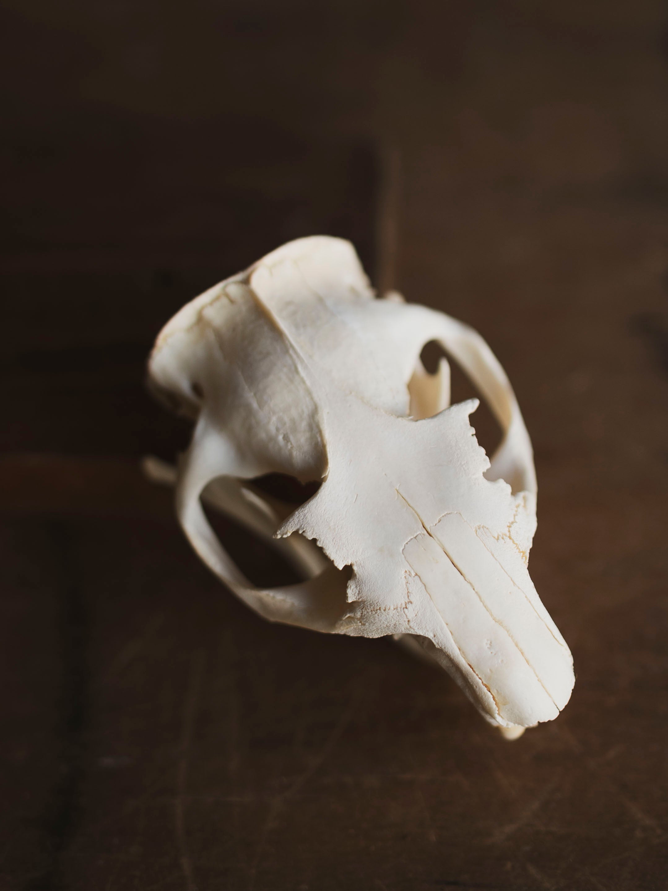 Woodchuck Skull, SB134