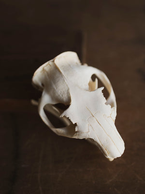 Woodchuck Skull, SB134 – Black Moth