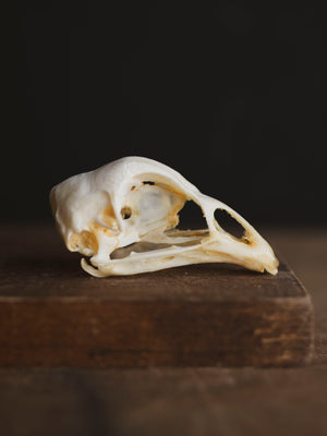 Domestic Chicken Skull, SB607 – Black Moth