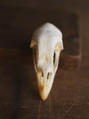 Domestic Chicken Skull, SB607 – Black Moth