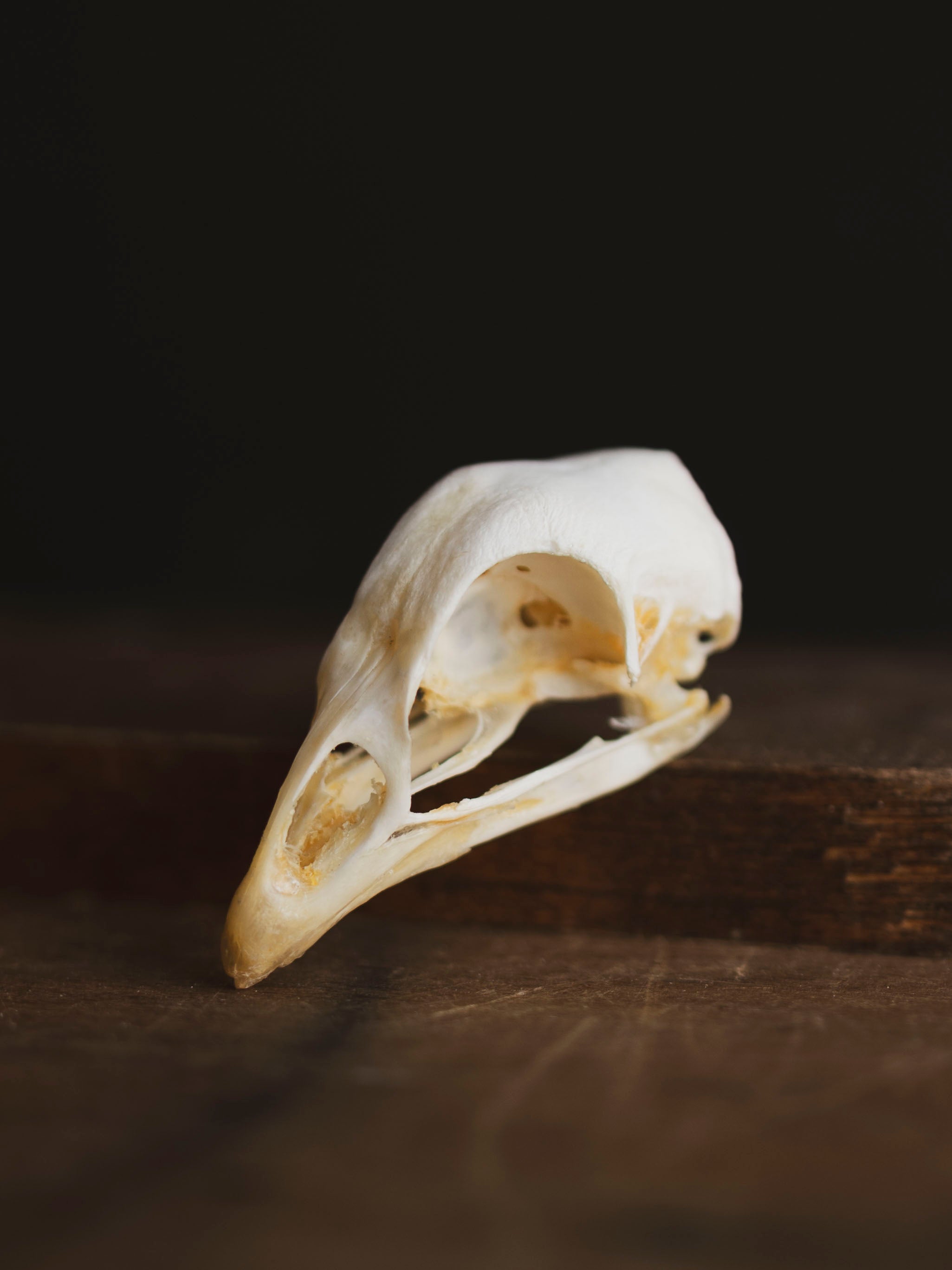 Domestic Chicken Skull, SB607