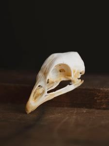Domestic Chicken Skull, SB607 – Black Moth