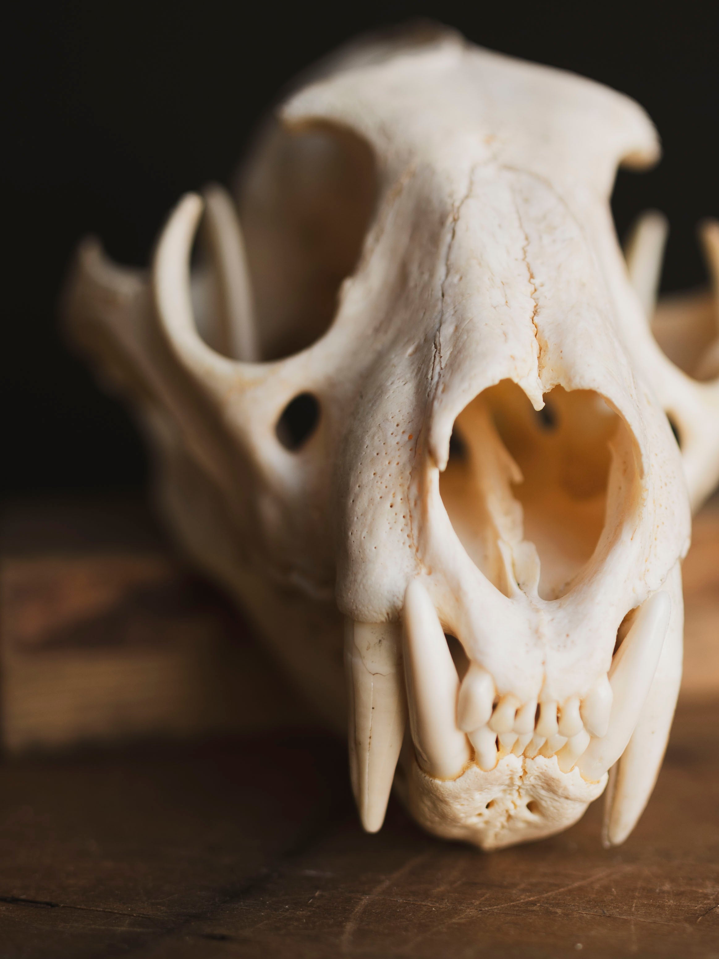 African Leopard Skull, SB921