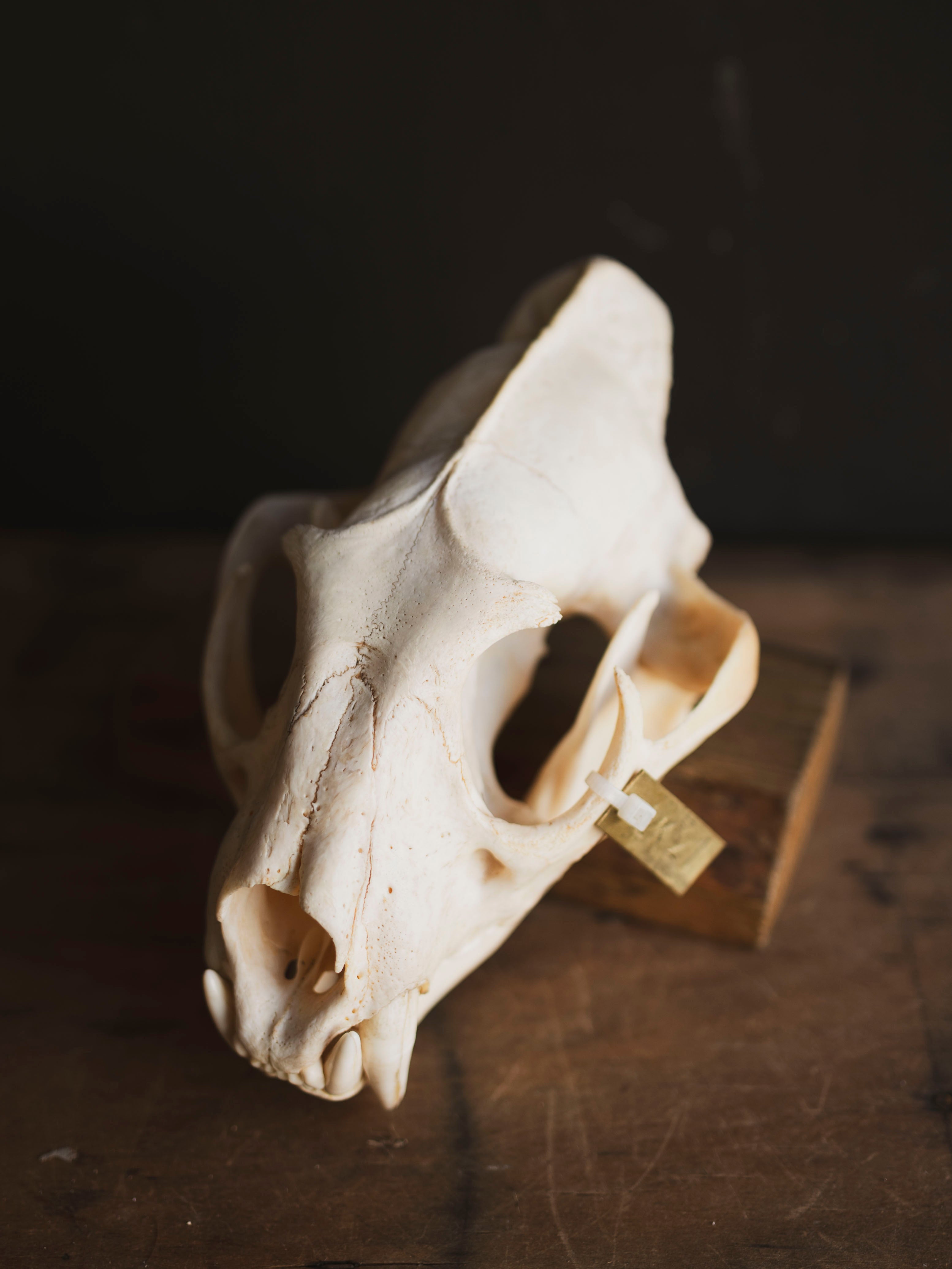African Leopard Skull, SB921