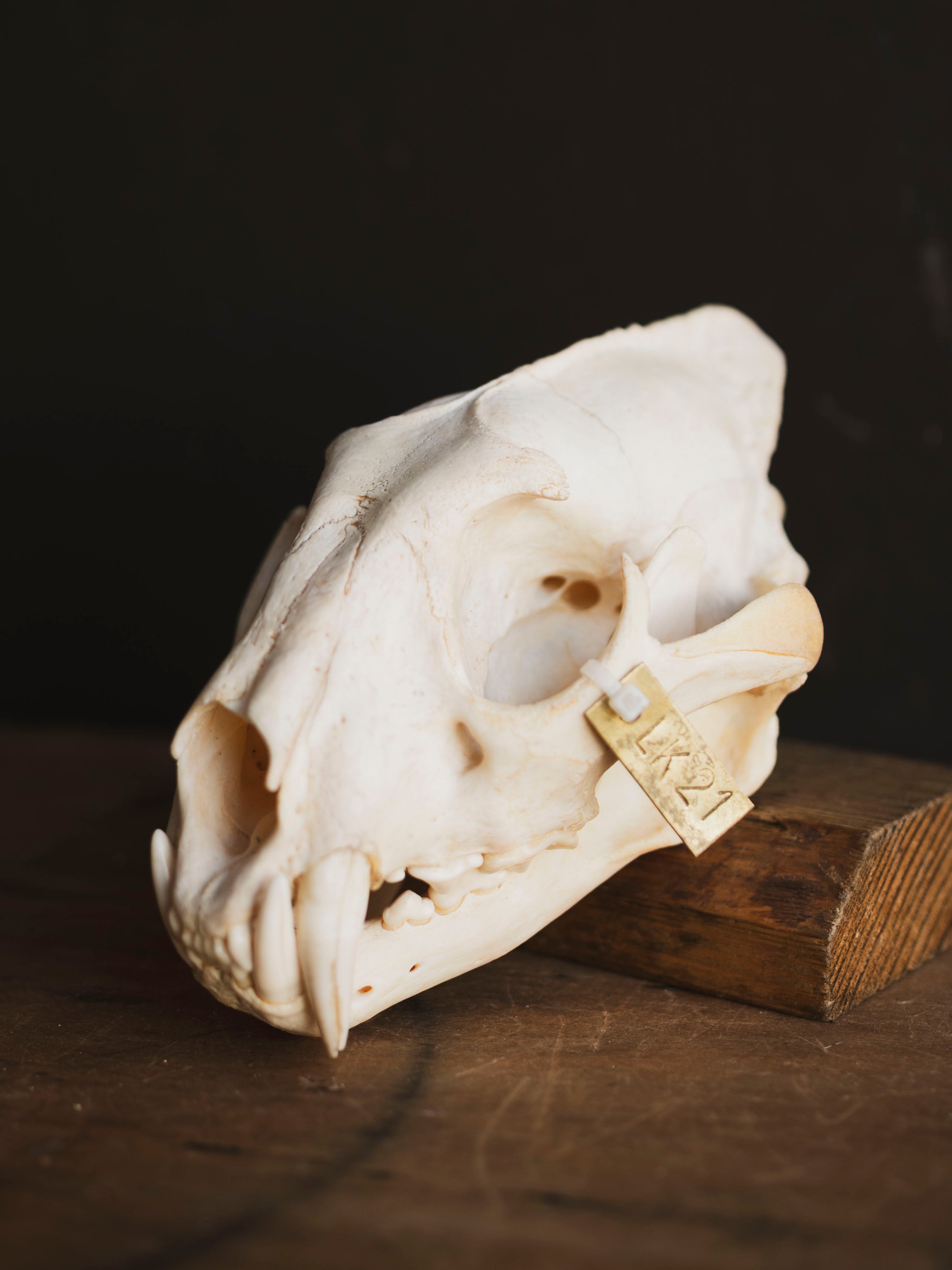 African Leopard Skull, SB921