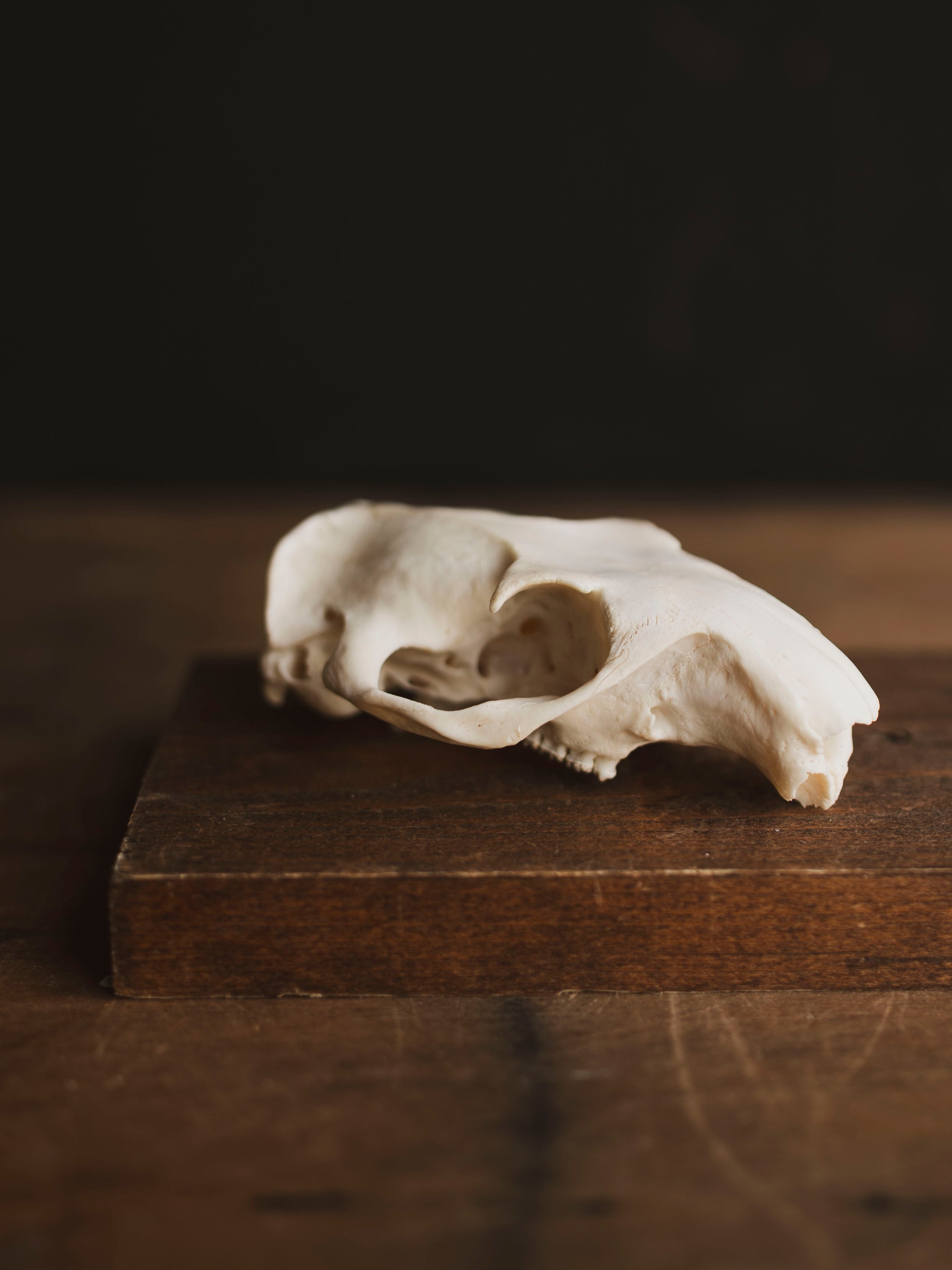 Woodchuck Skull Top, SB76