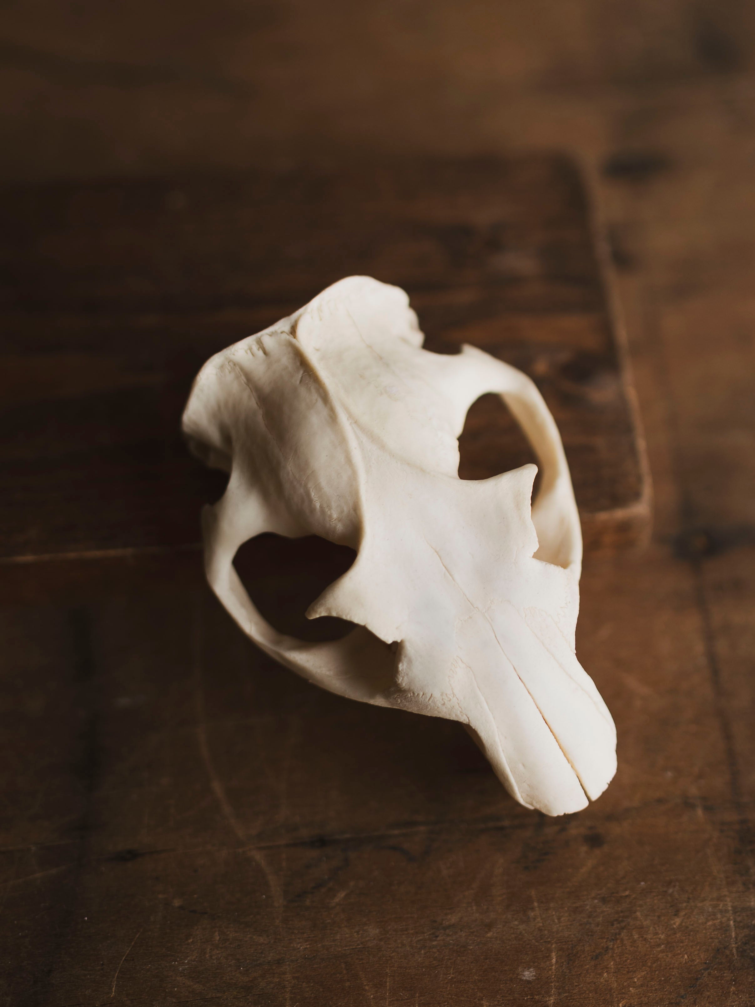Woodchuck Skull Top, SB76