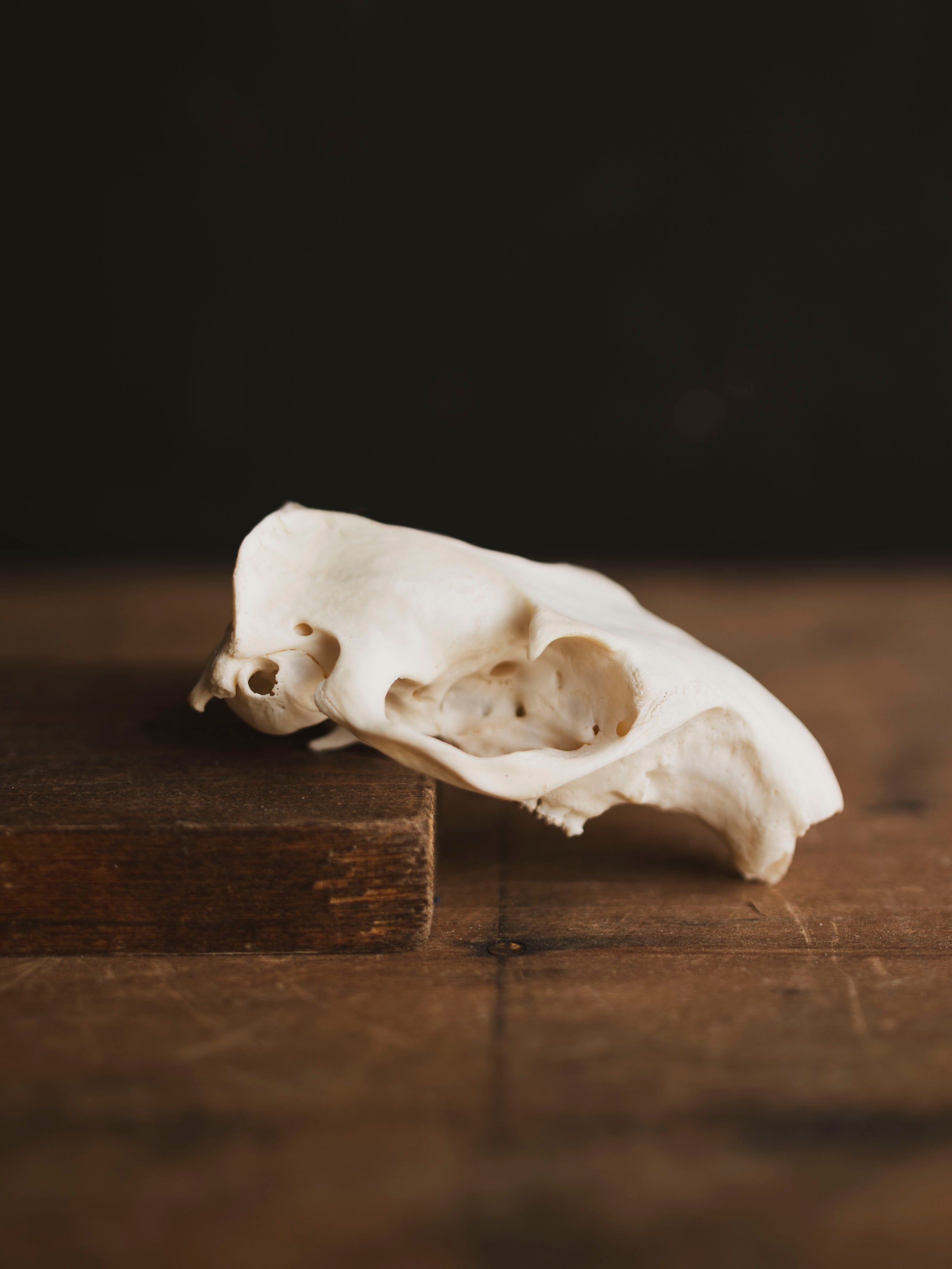 Woodchuck Skull Top, SB76