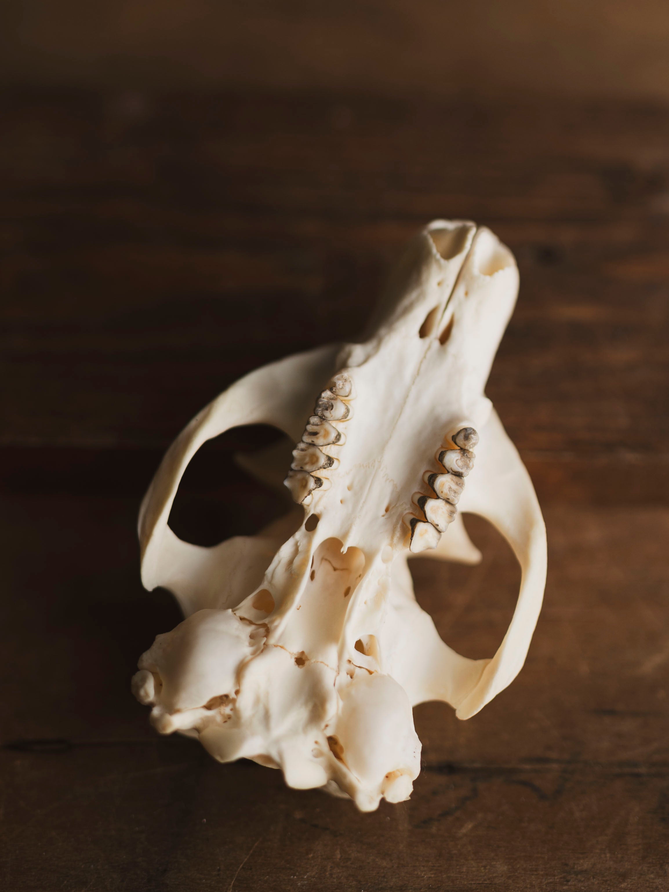 Woodchuck Skull Top, SB76