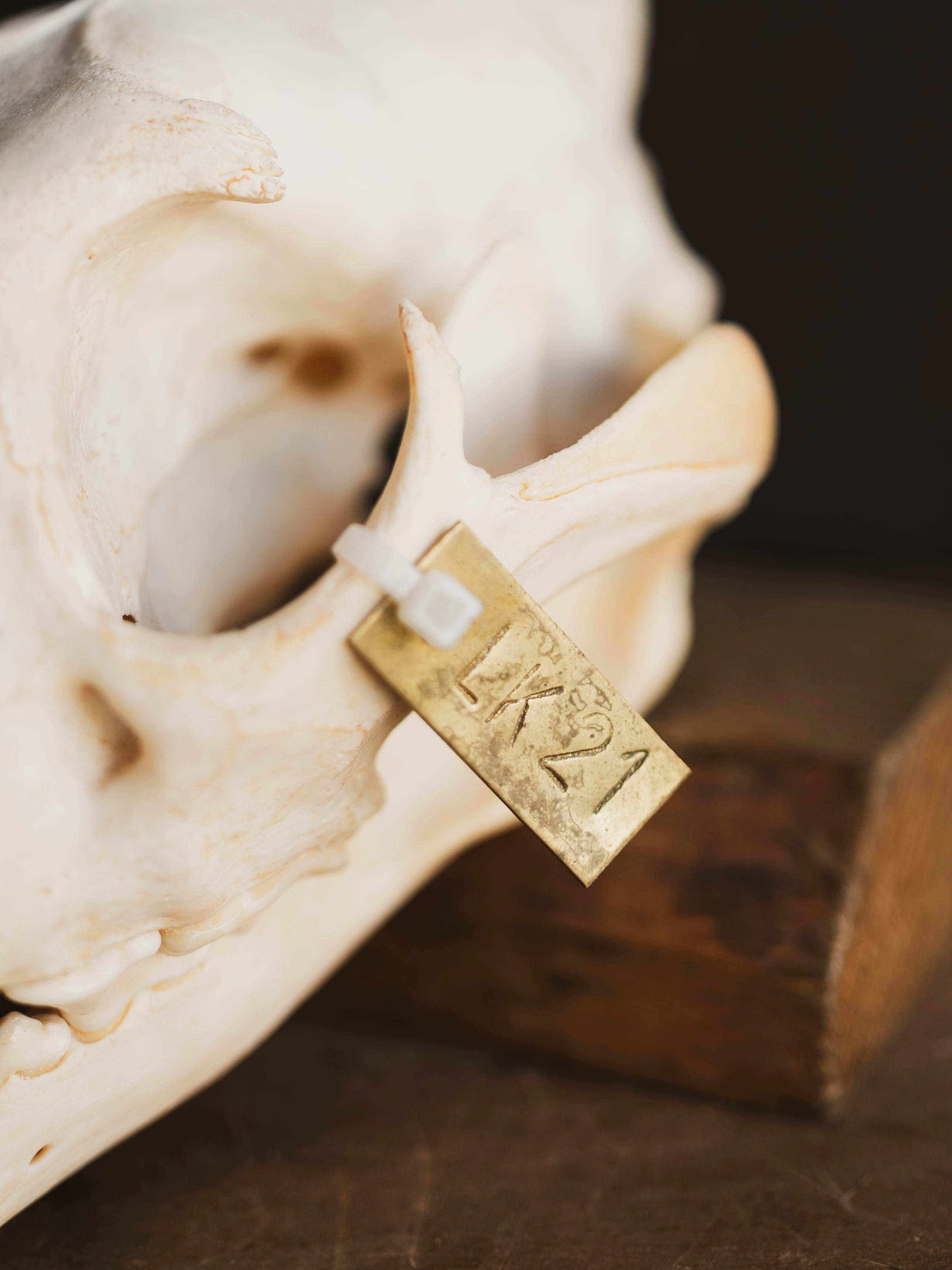 African Leopard Skull, SB921