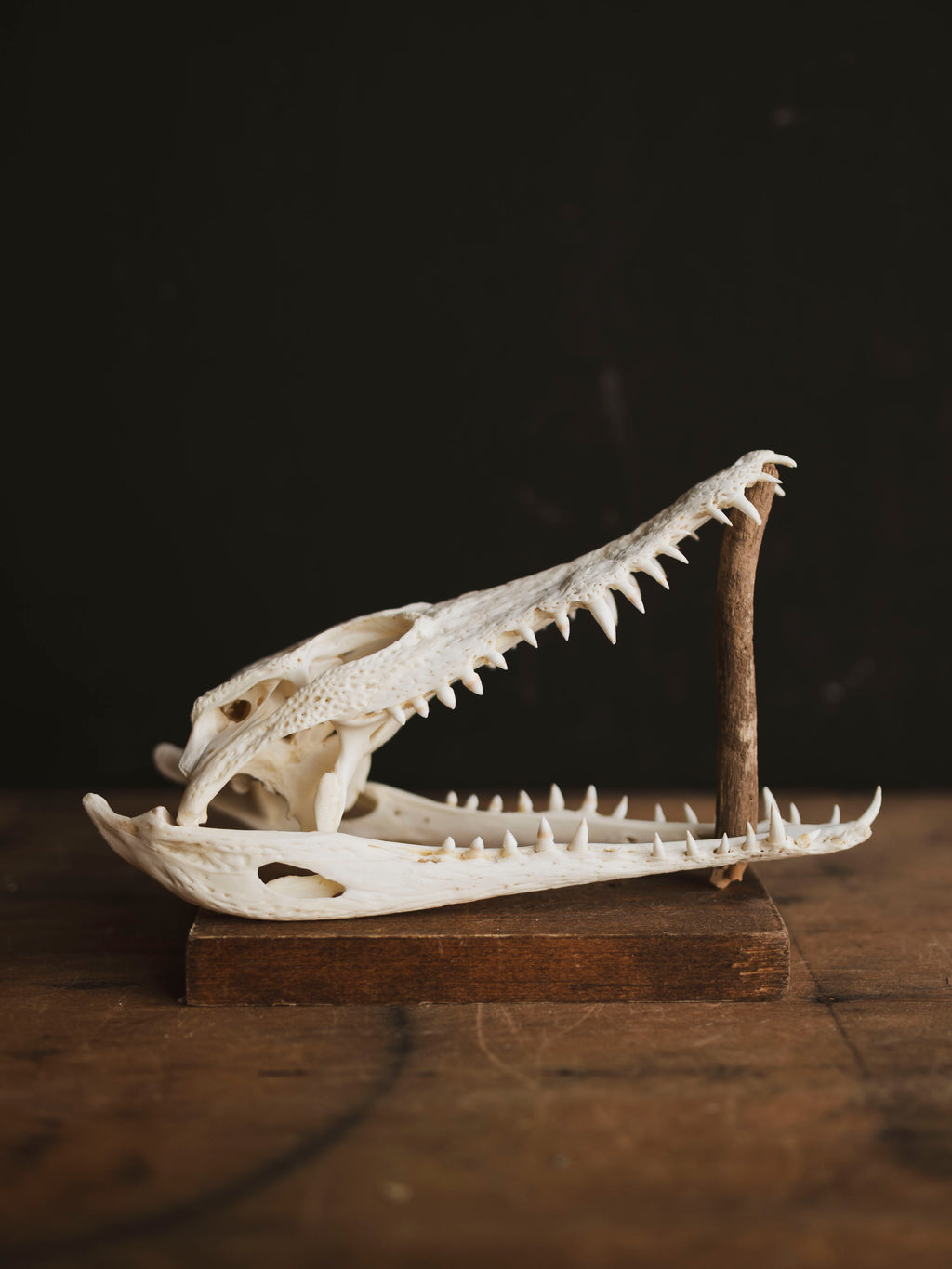 8.5" Nile Crocodile Skull, SB735