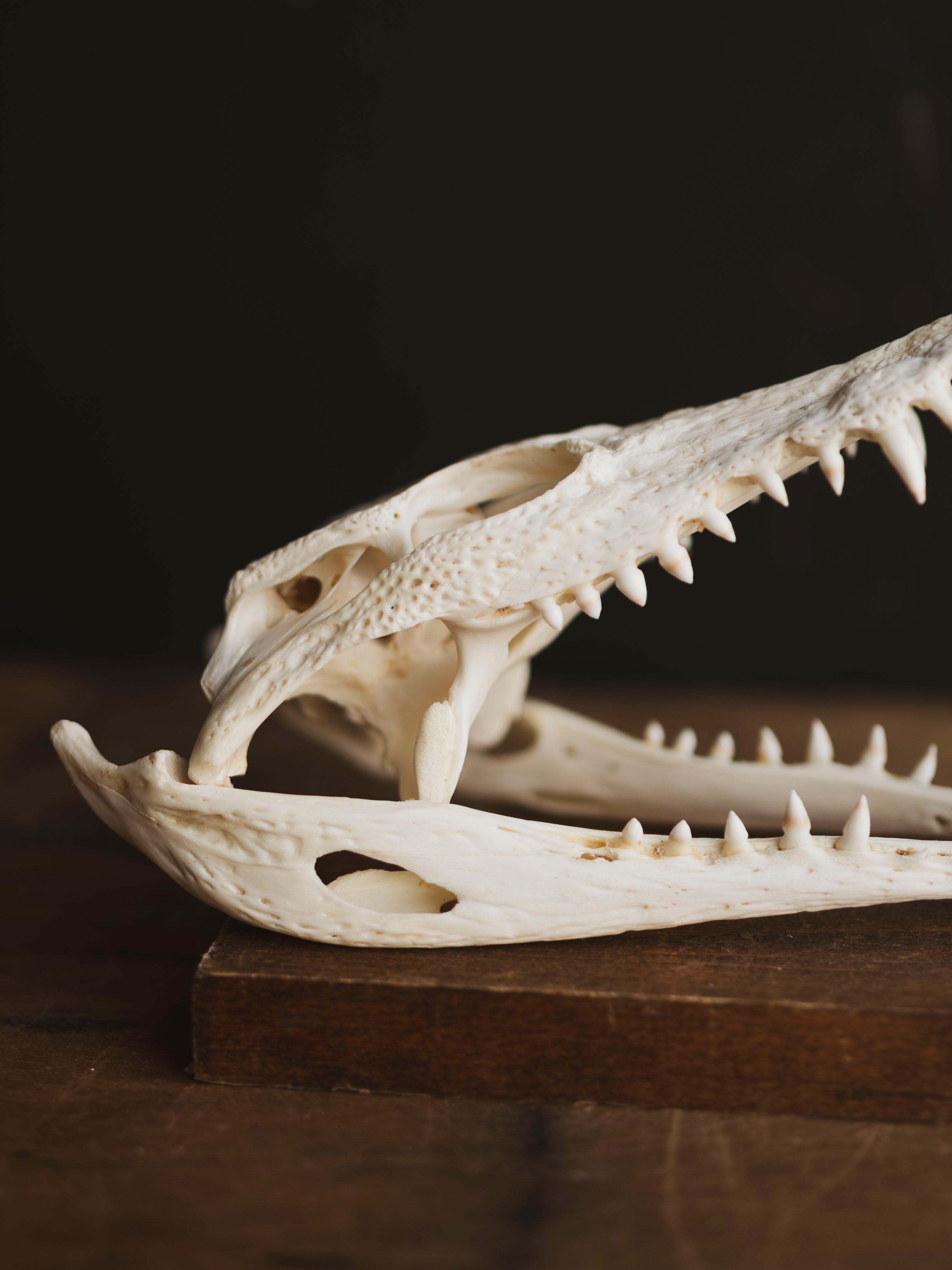 8.5" Nile Crocodile Skull, SB735