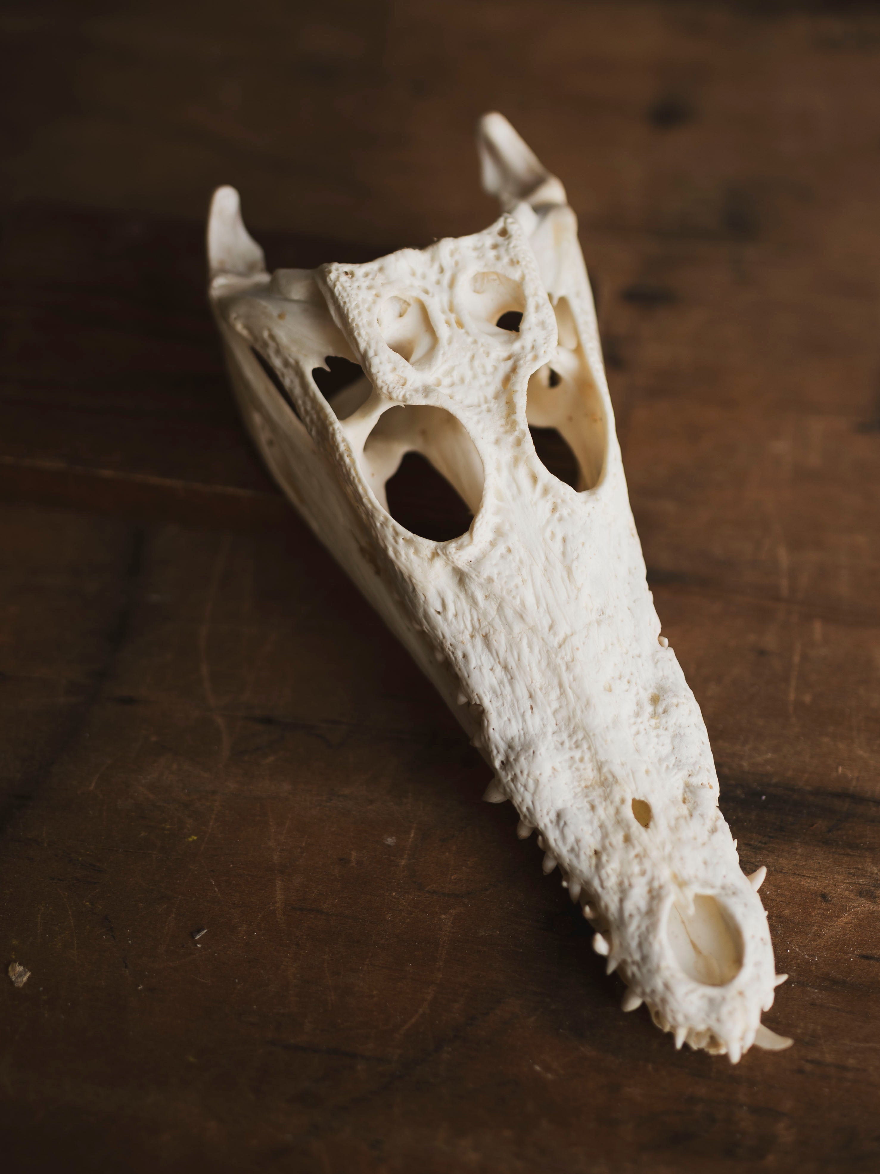 8.5" Nile Crocodile Skull, SB735