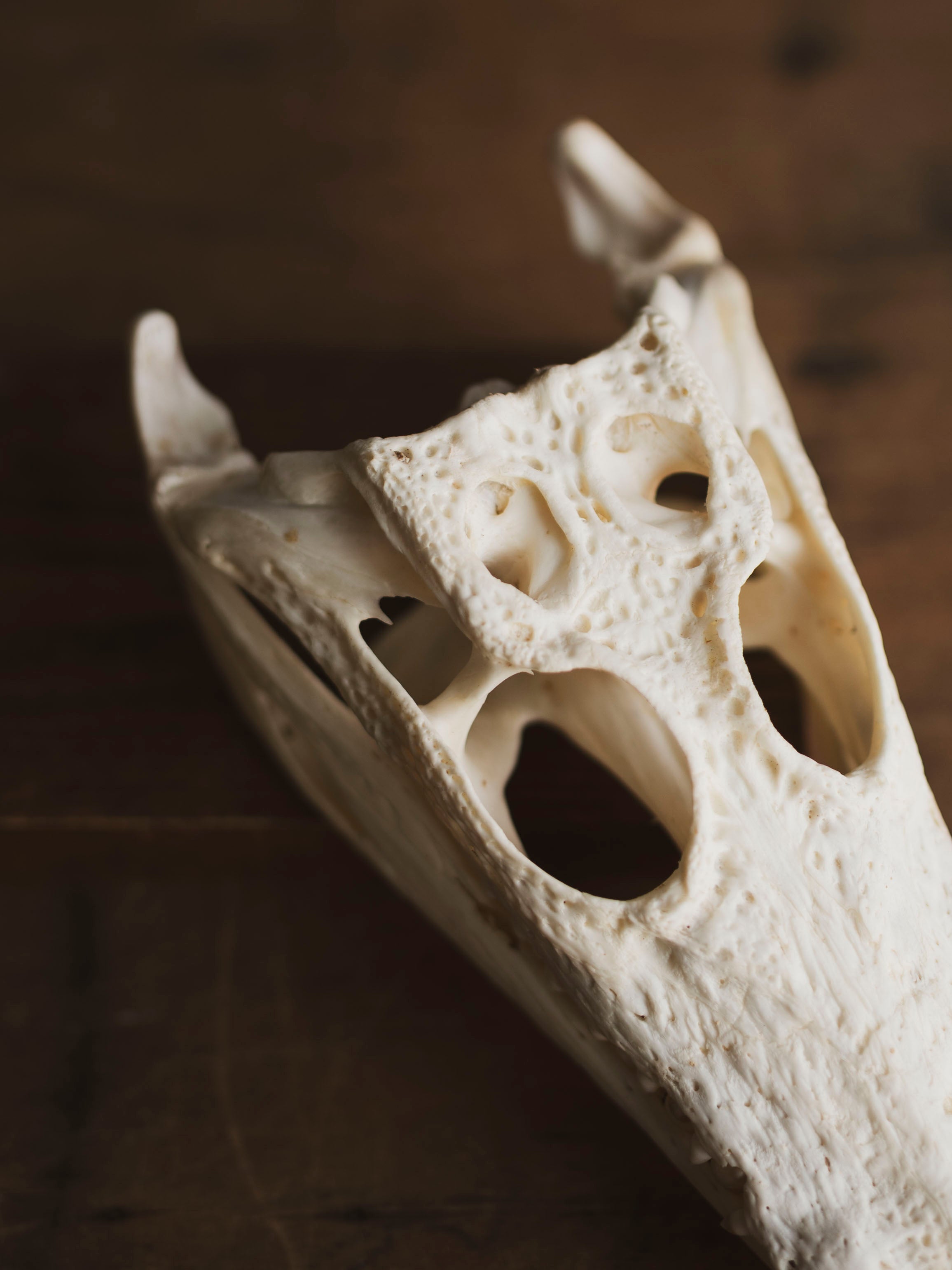 8.5" Nile Crocodile Skull, SB735