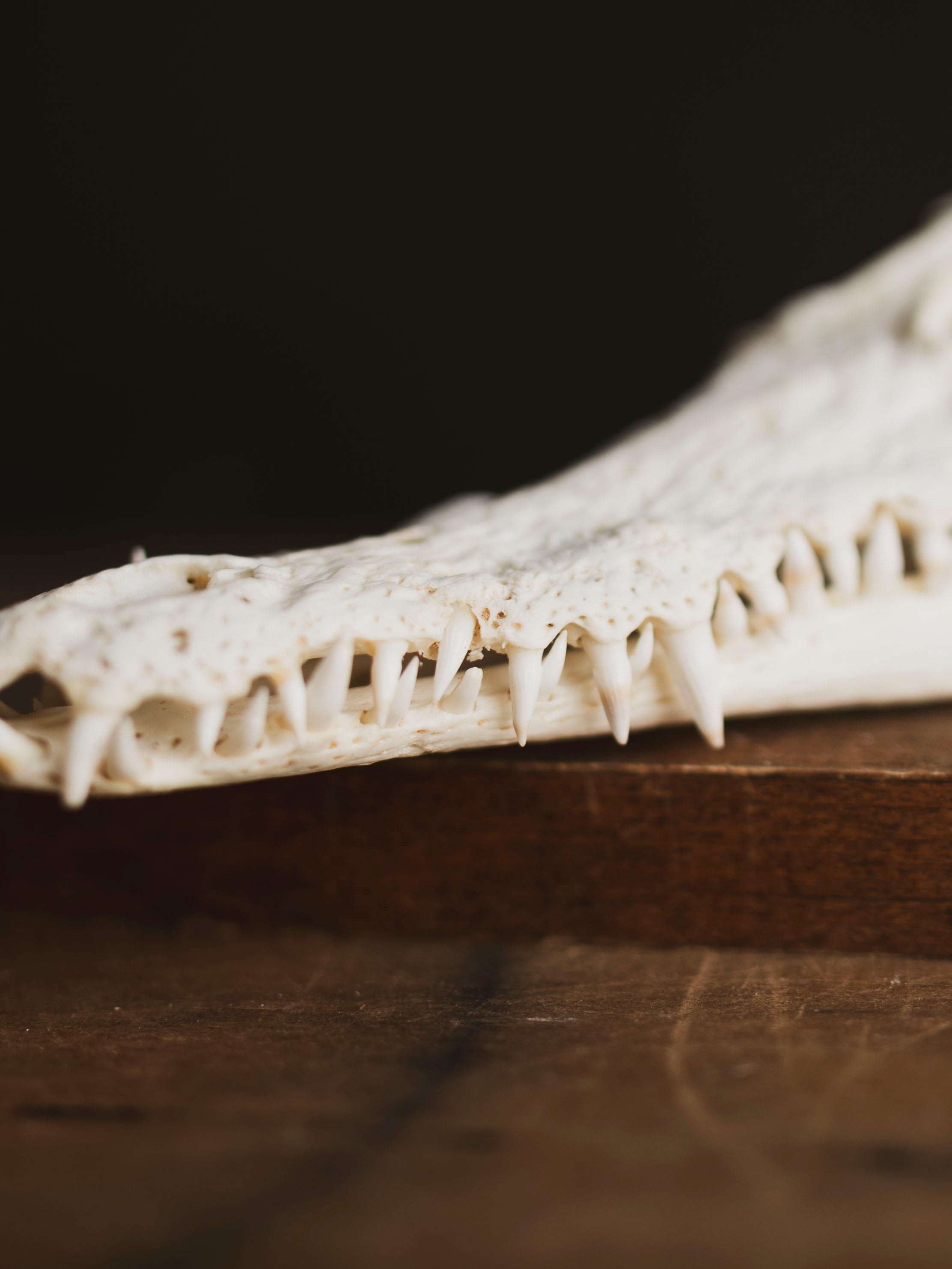 8.5" Nile Crocodile Skull, SB735