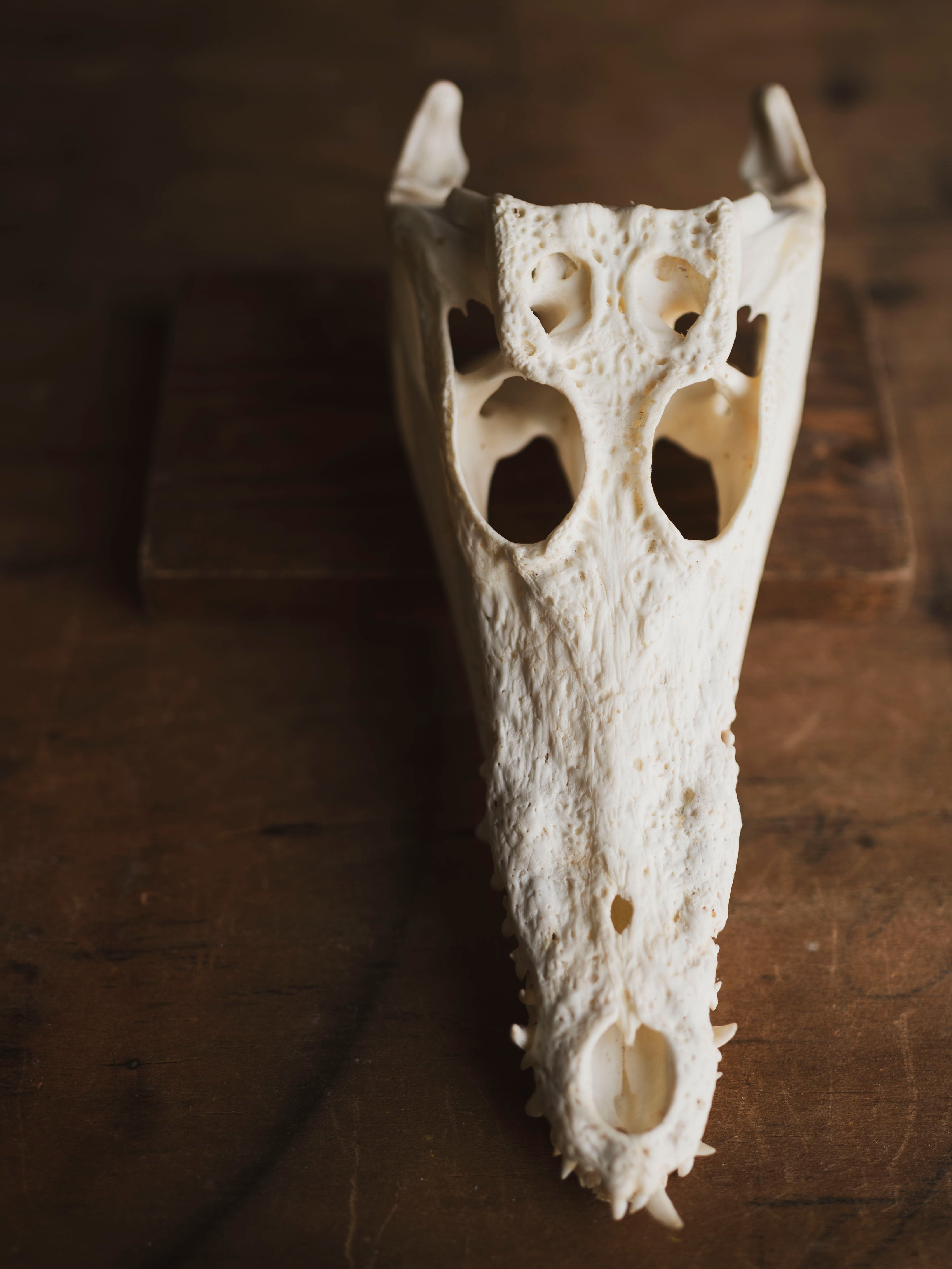 8.5" Nile Crocodile Skull, SB735