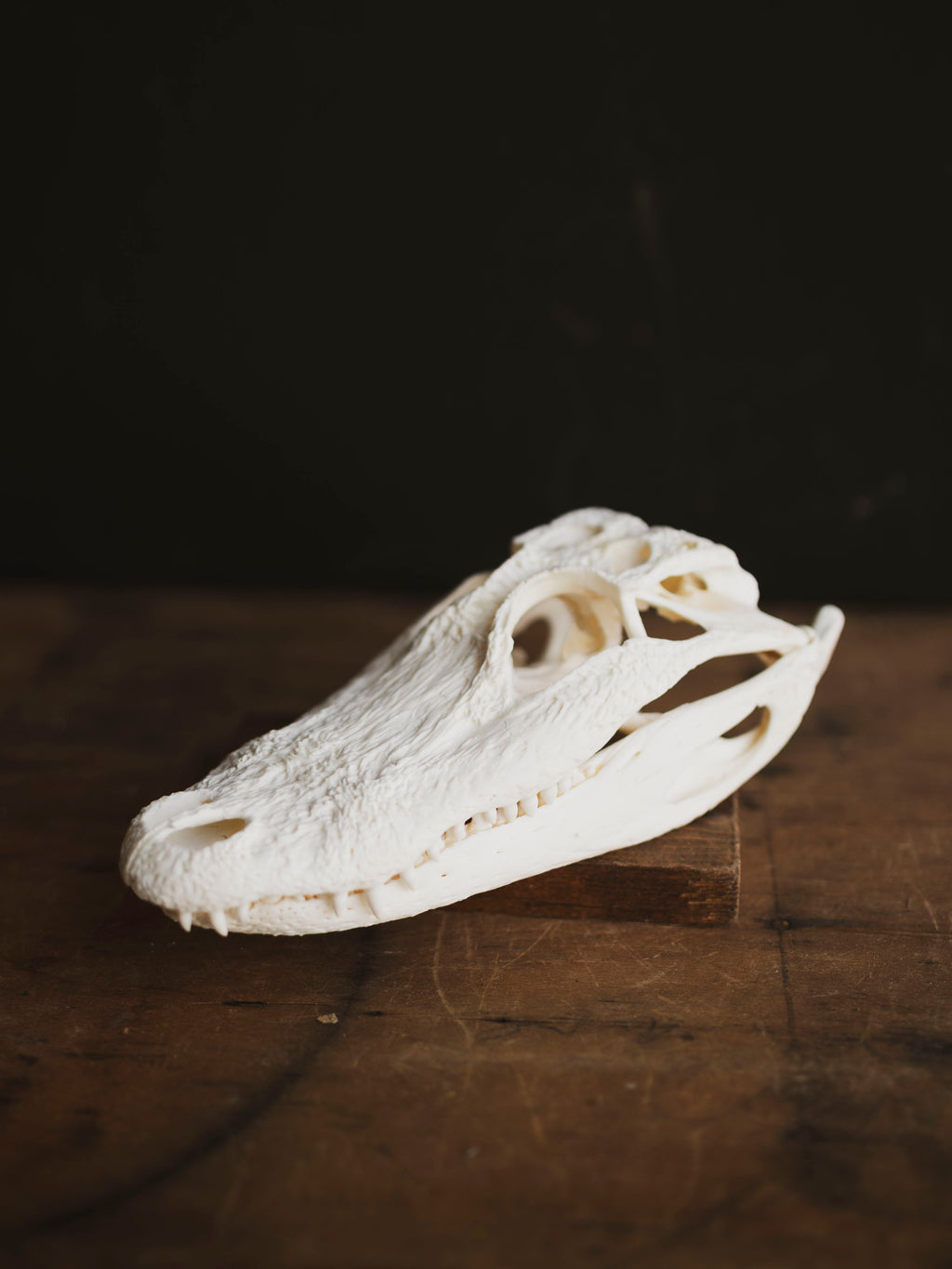 9" American Alligator Skull, SB351