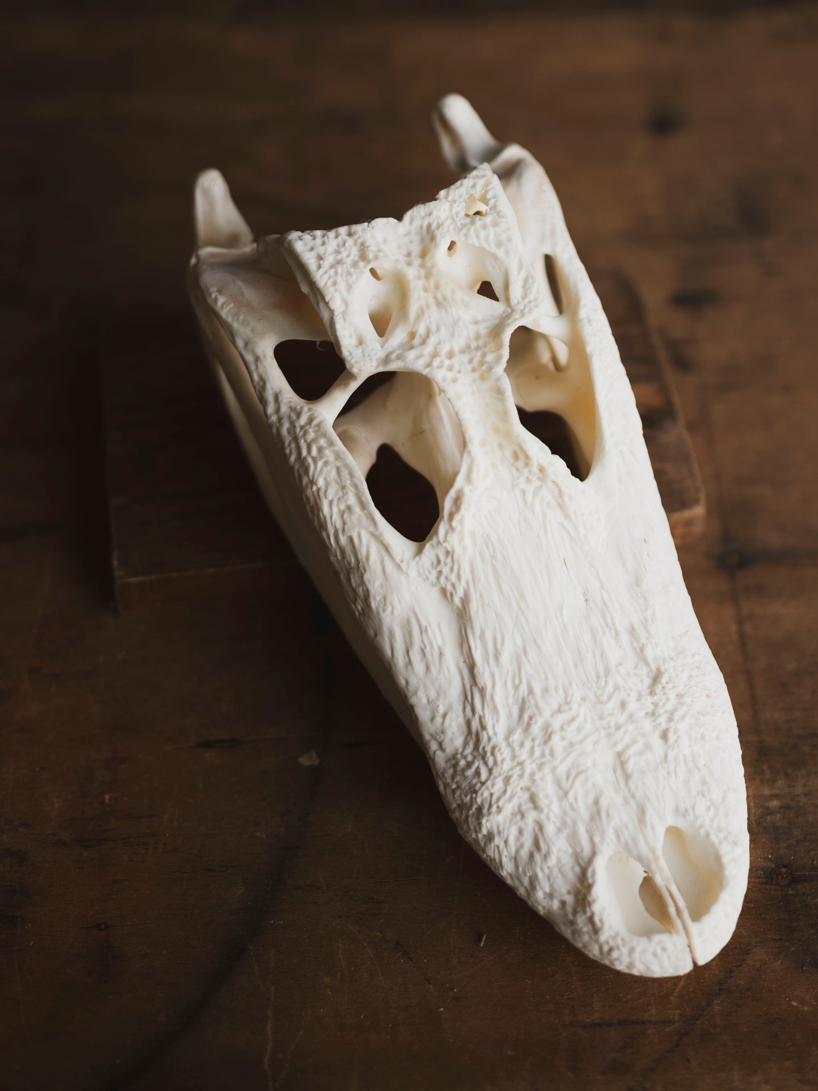 9" American Alligator Skull, SB351