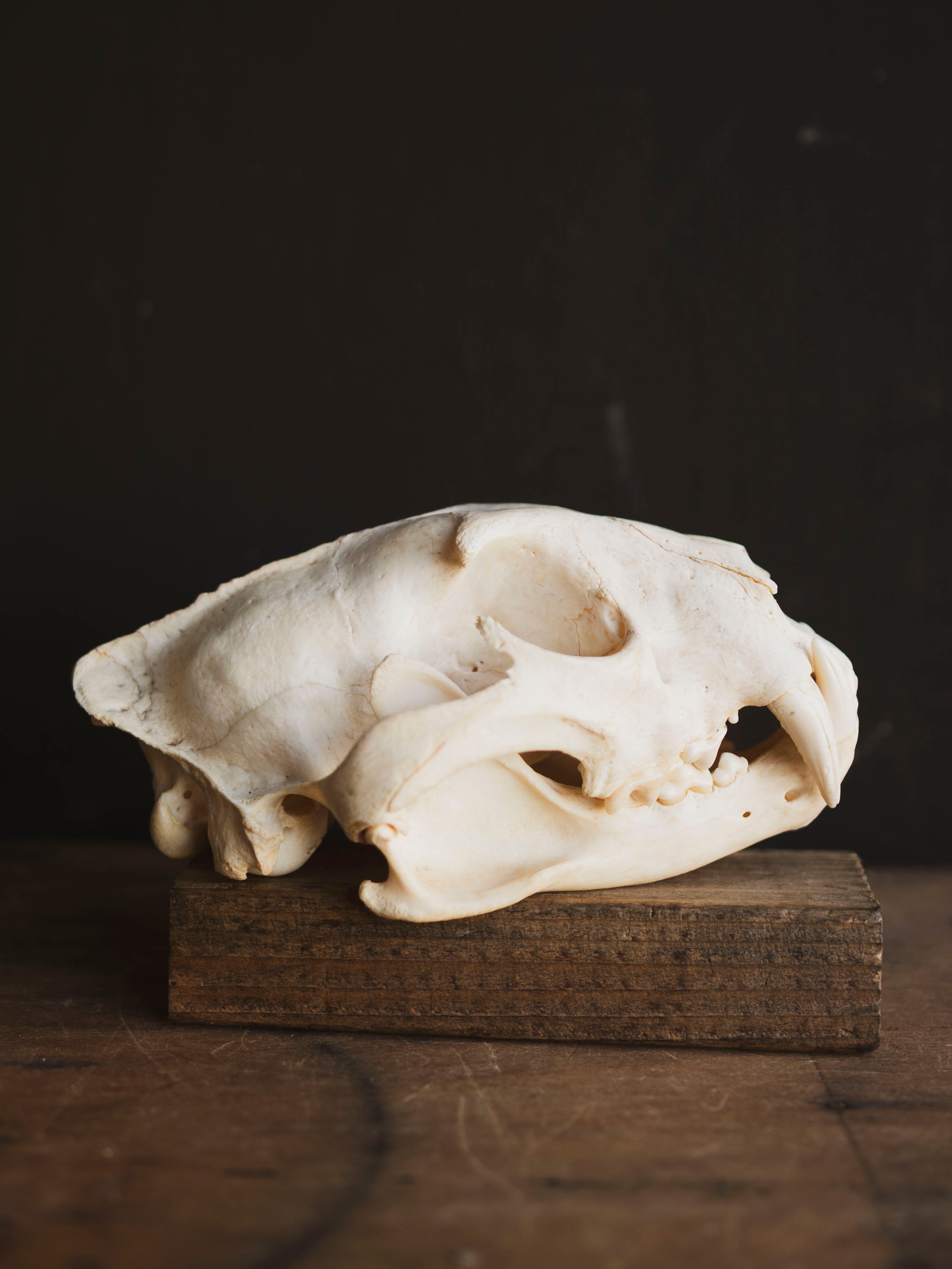 African Leopard Skull, SB921