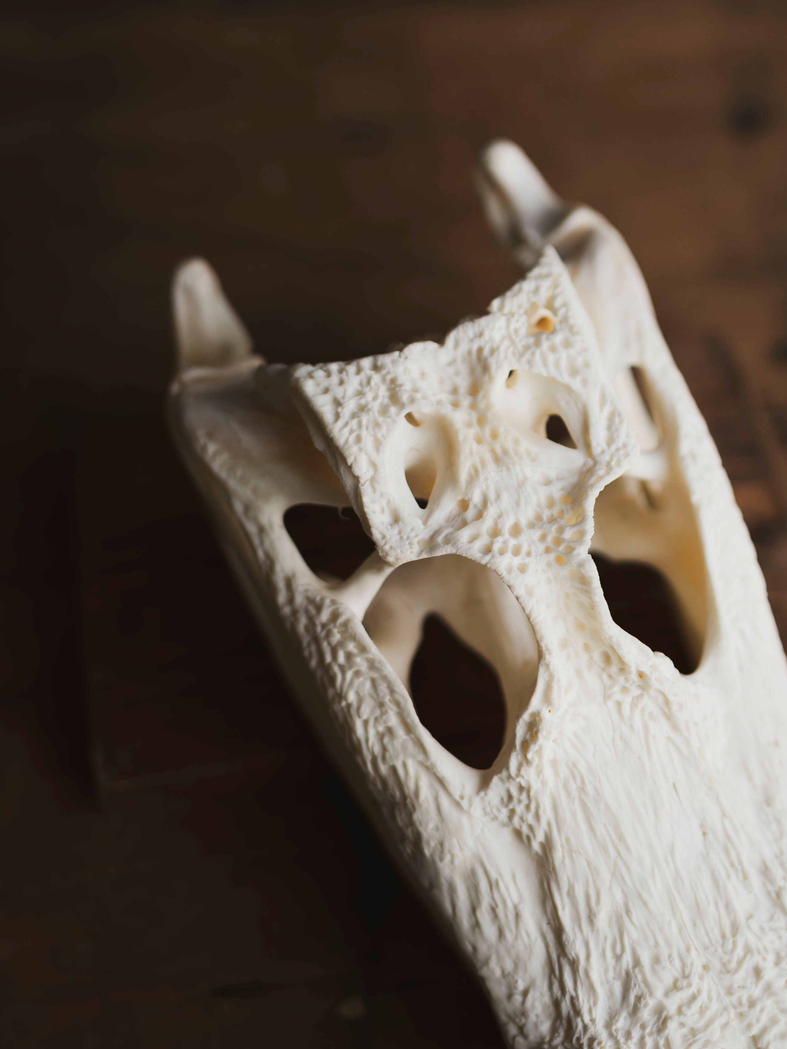 9" American Alligator Skull, SB351