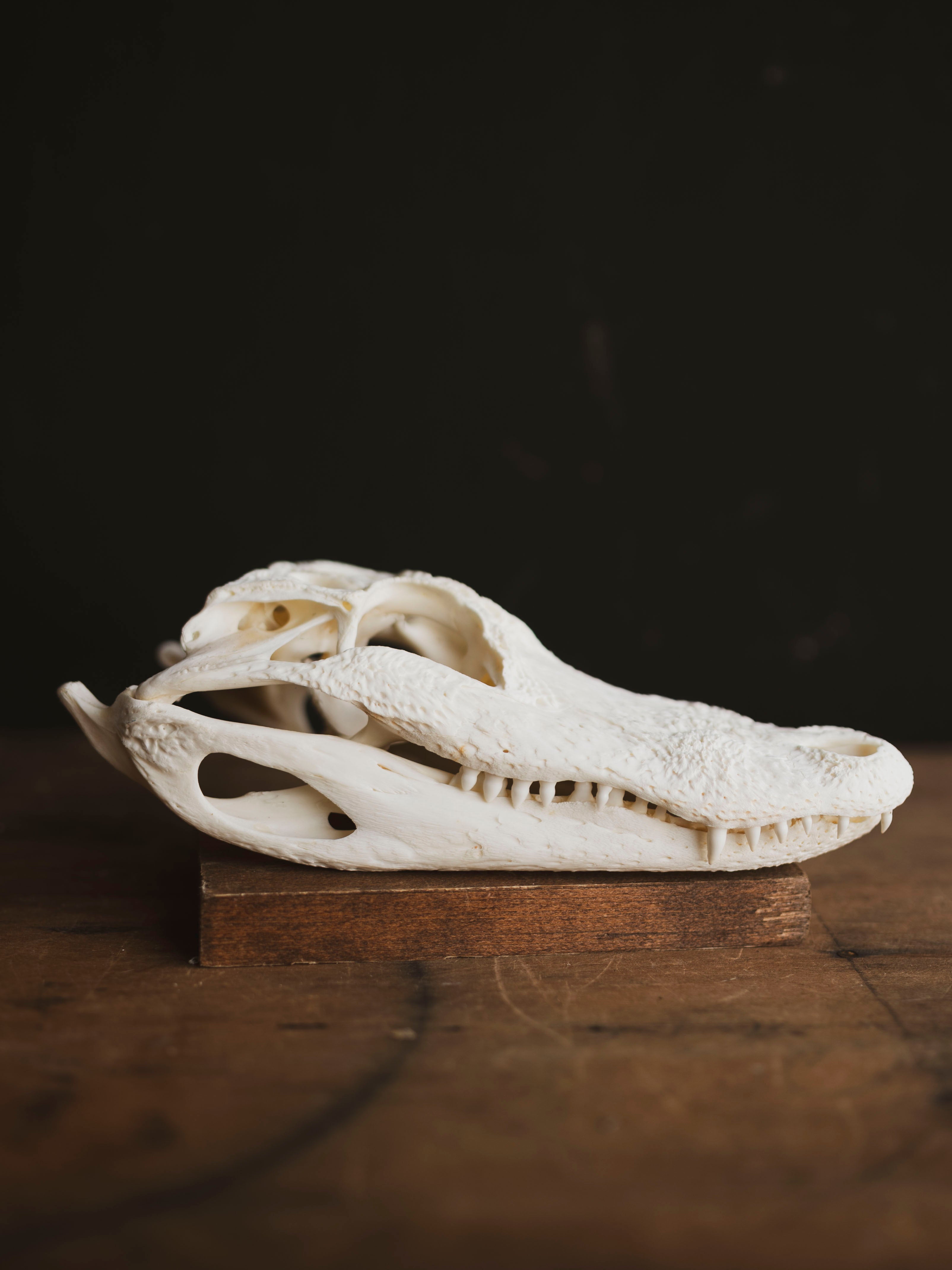 9" American Alligator Skull, SB351
