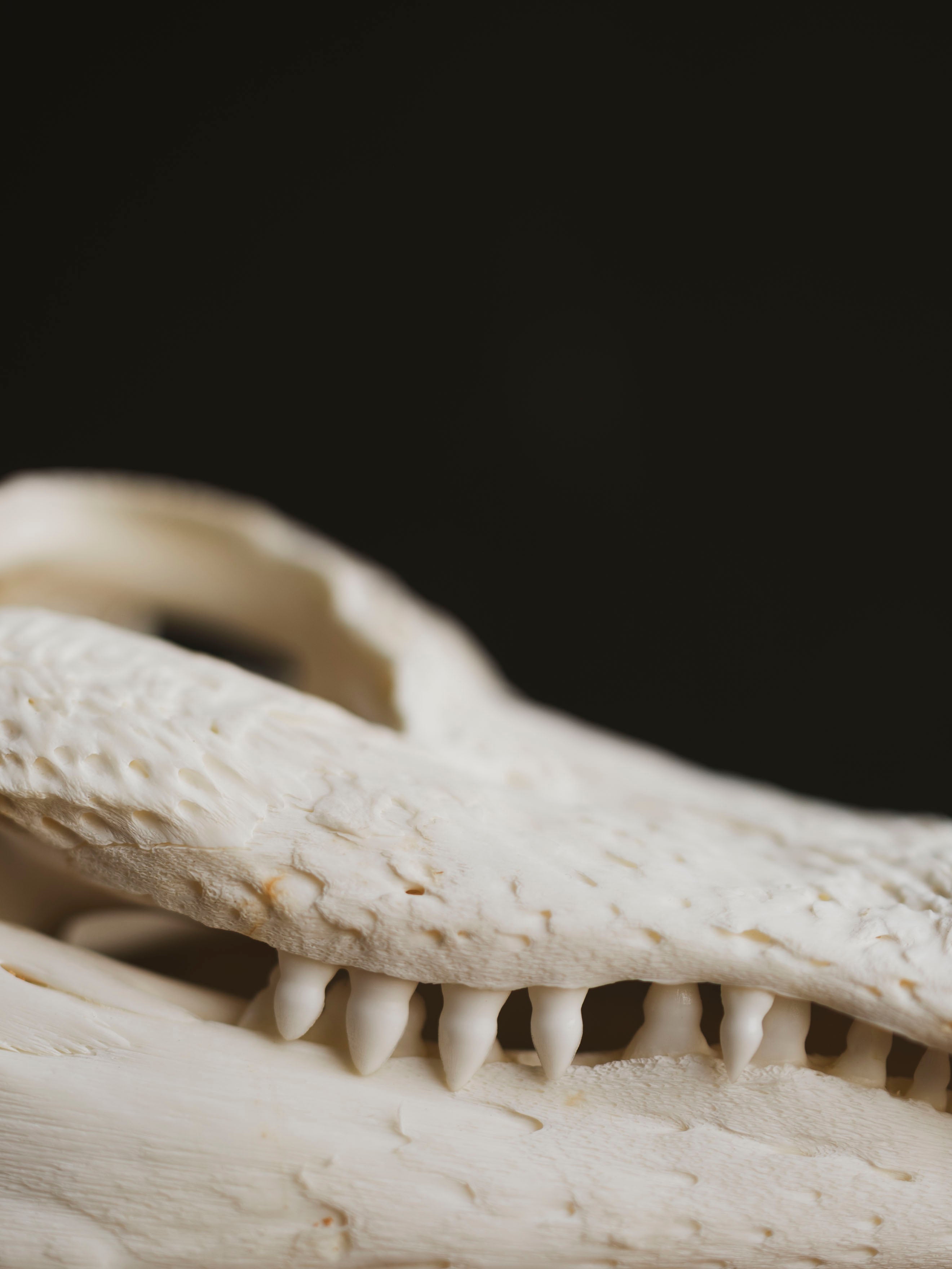 9" American Alligator Skull, SB351