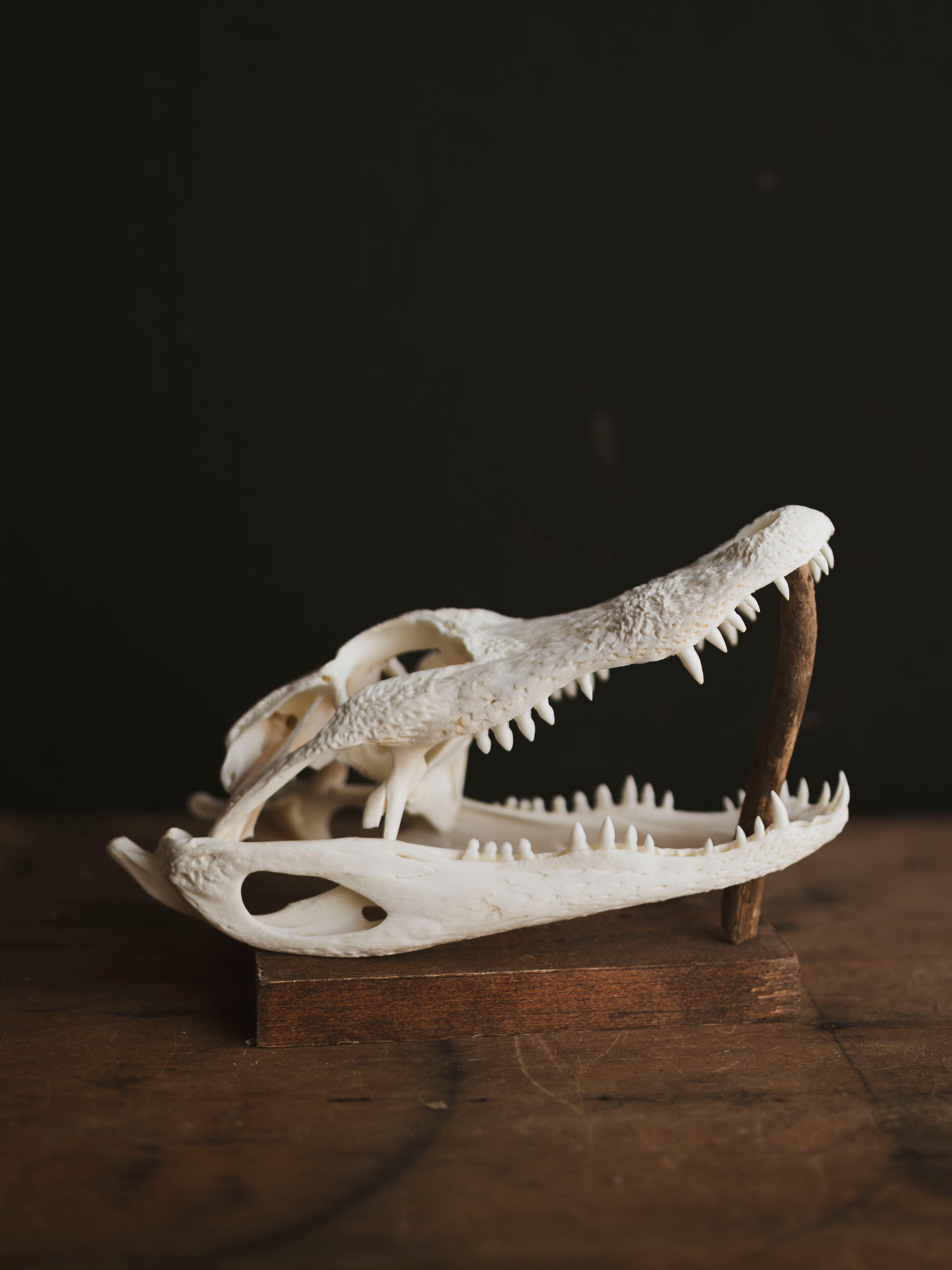 9" American Alligator Skull, SB351