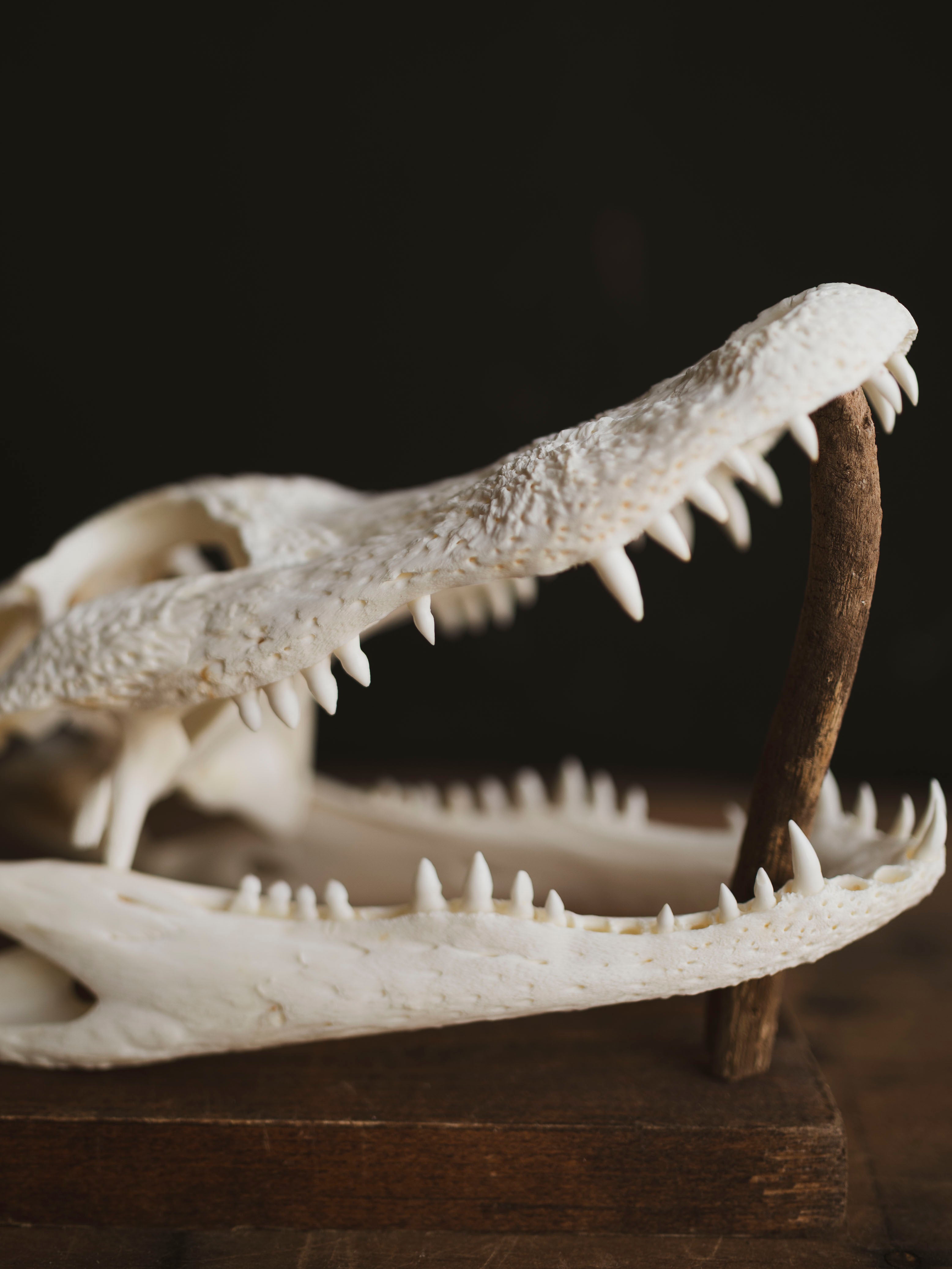 9" American Alligator Skull, SB351