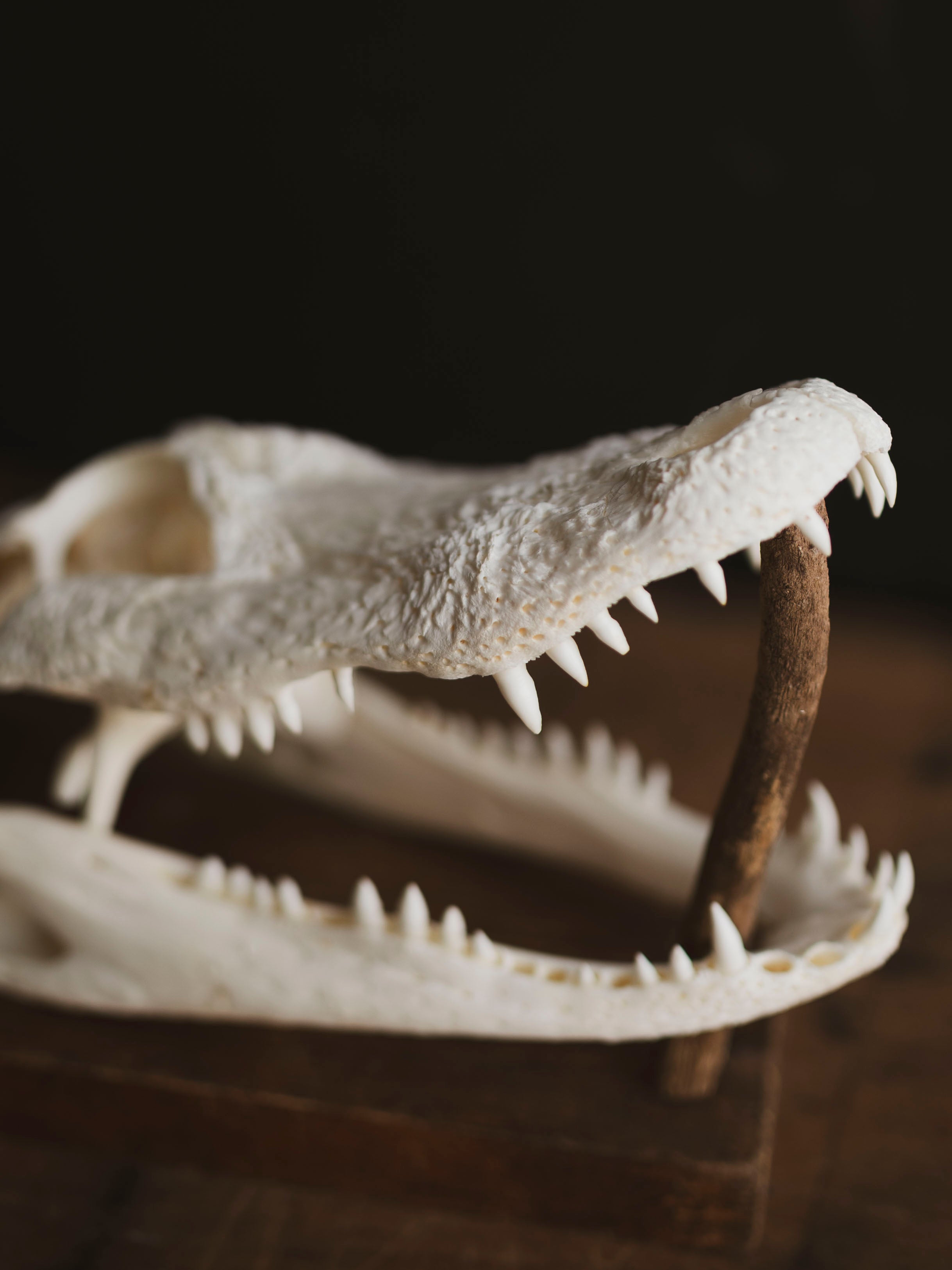 9" American Alligator Skull, SB351