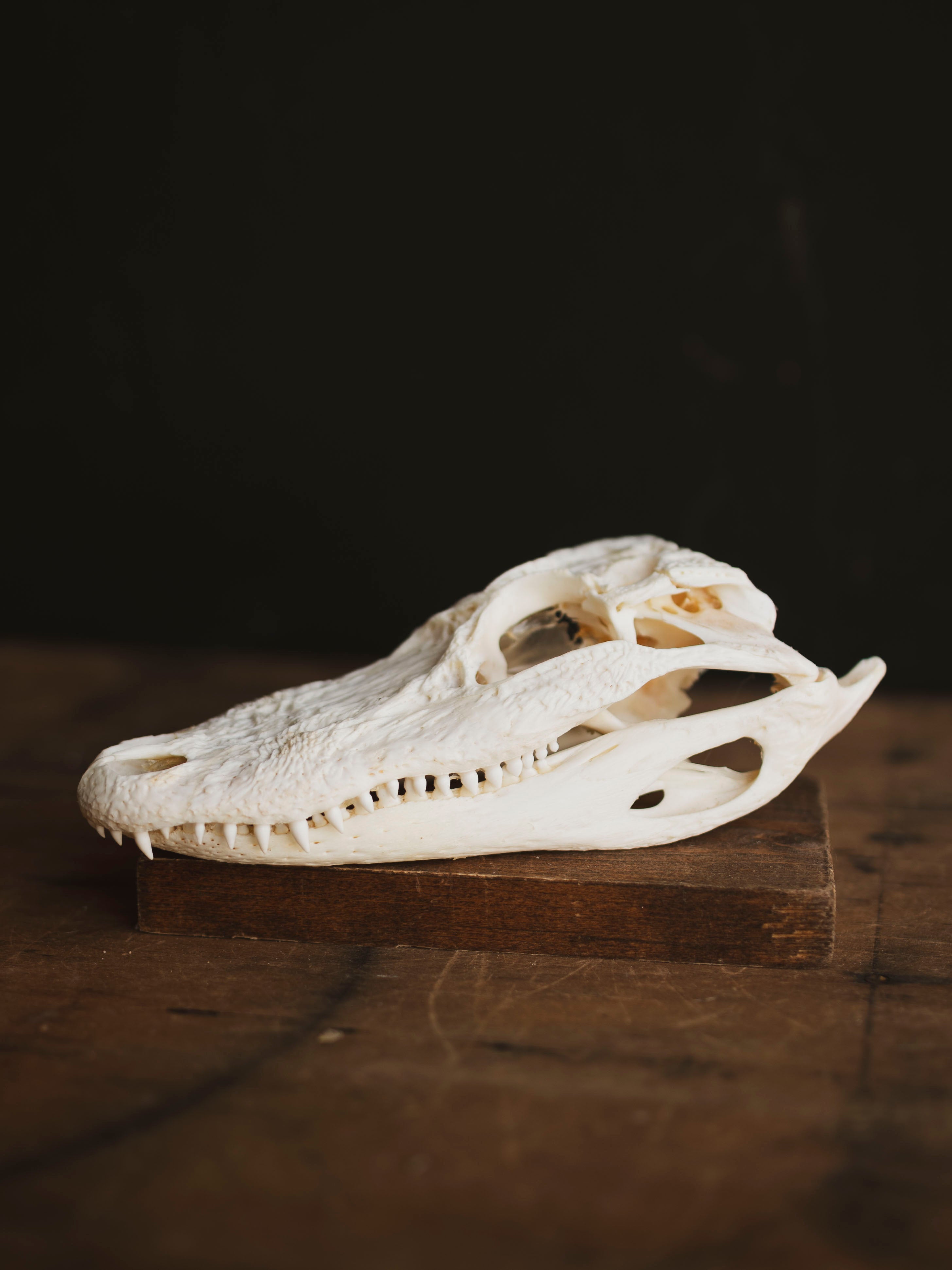 7.5" American Alligator Skull, SB343
