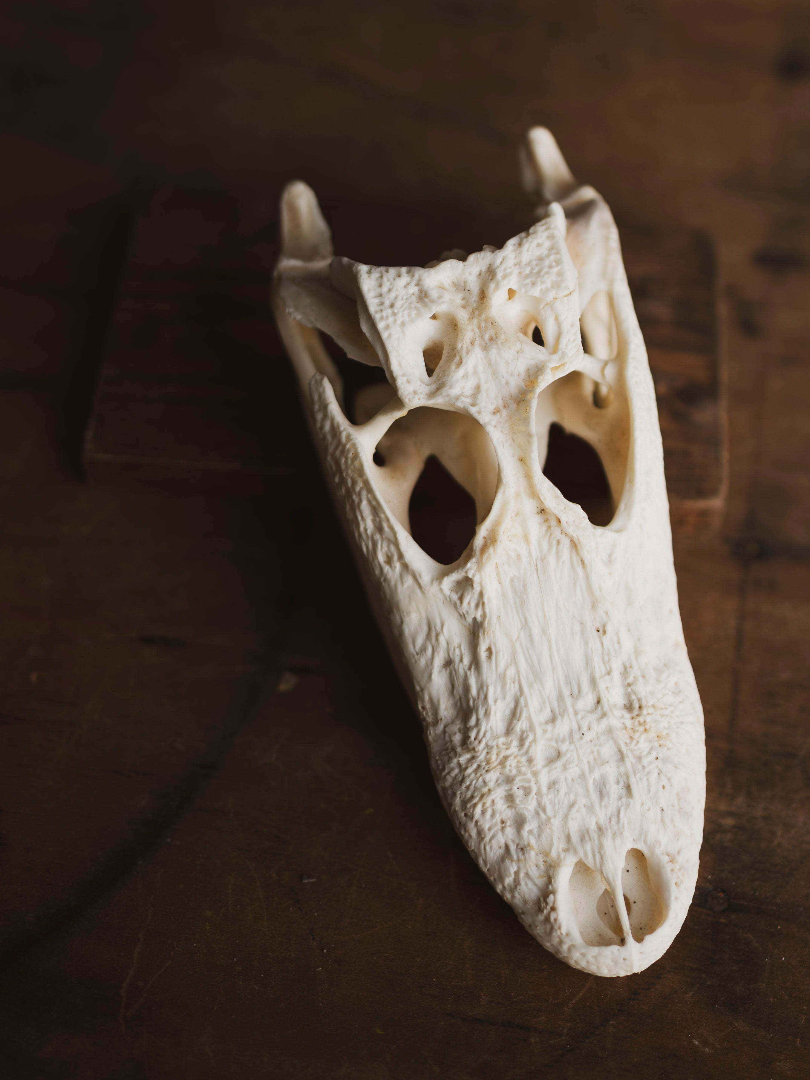 7.5" American Alligator Skull, SB343