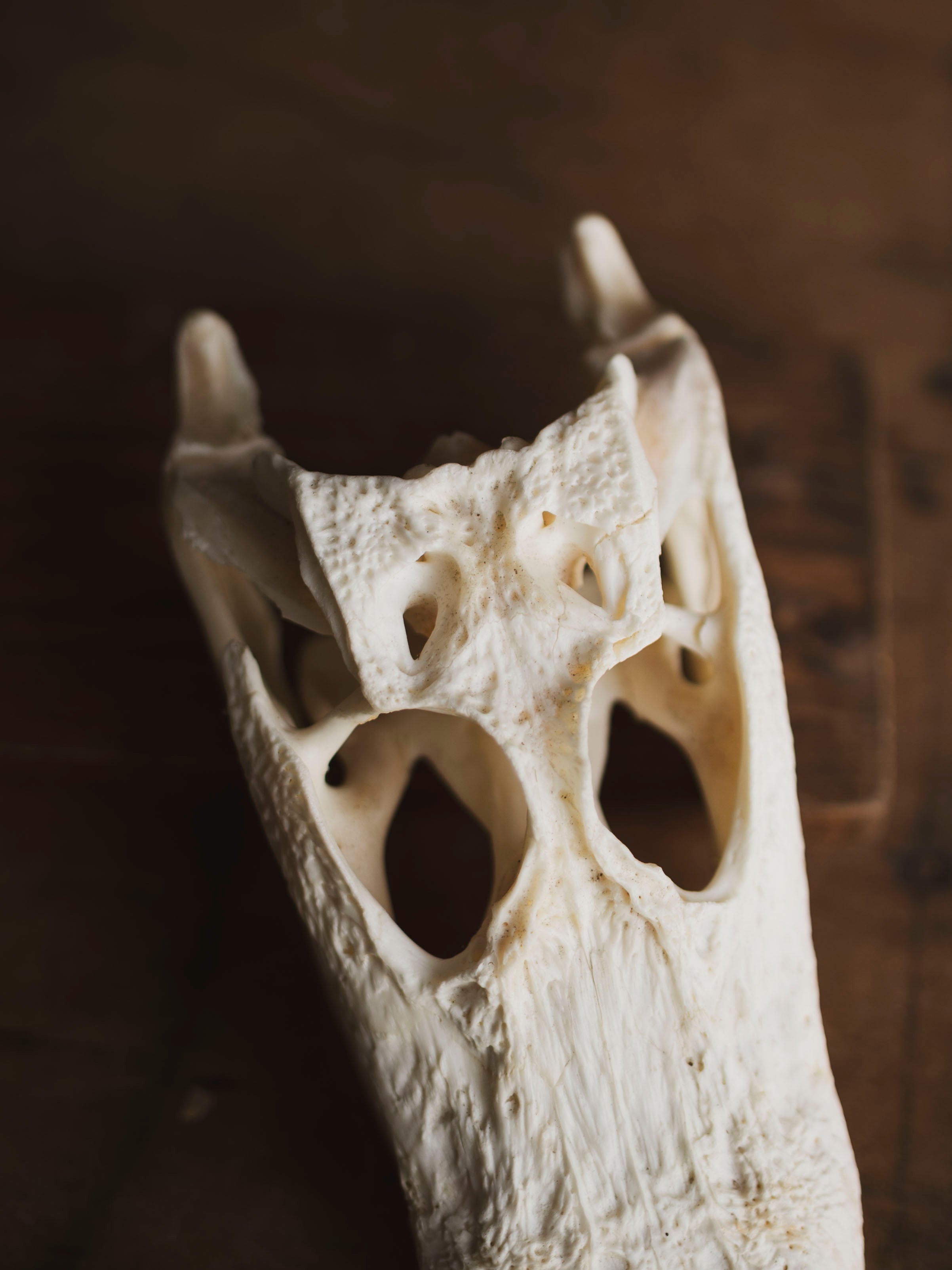 7.5" American Alligator Skull, SB343